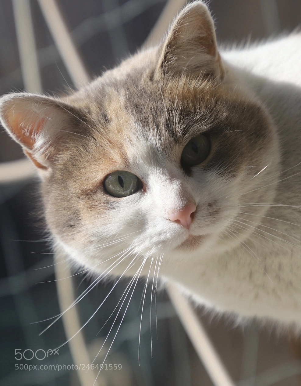 Canon EOS 6D Mark II sample photo. Curious cat ? photography