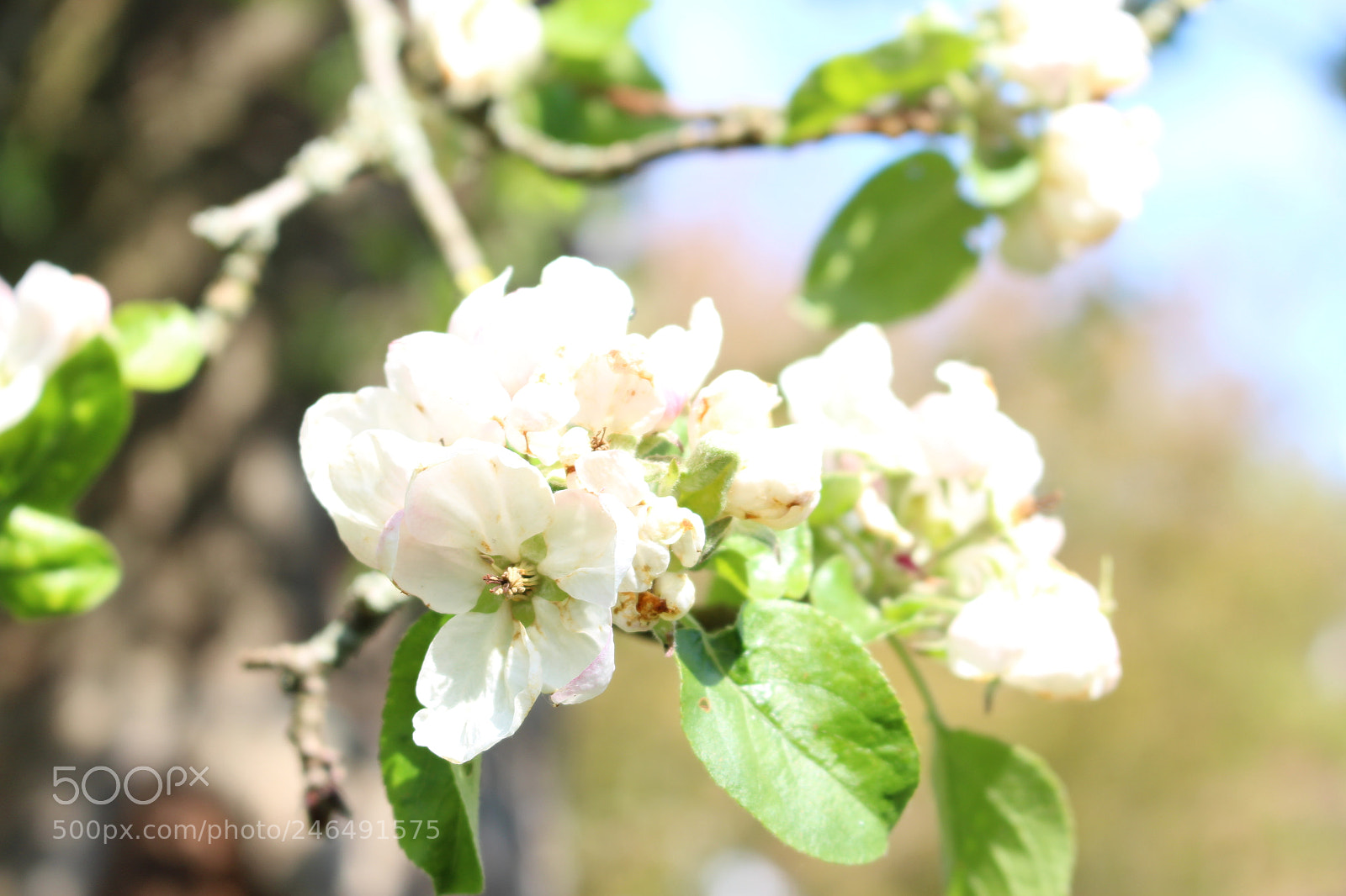 Canon EOS 700D (EOS Rebel T5i / EOS Kiss X7i) sample photo. Untitled photography