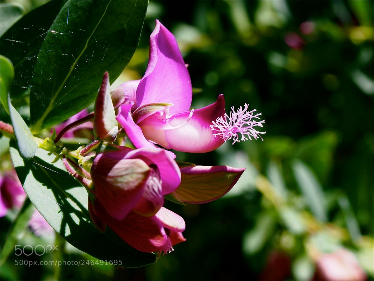 Olympus OM-D E-M5 sample photo. Pistil photography