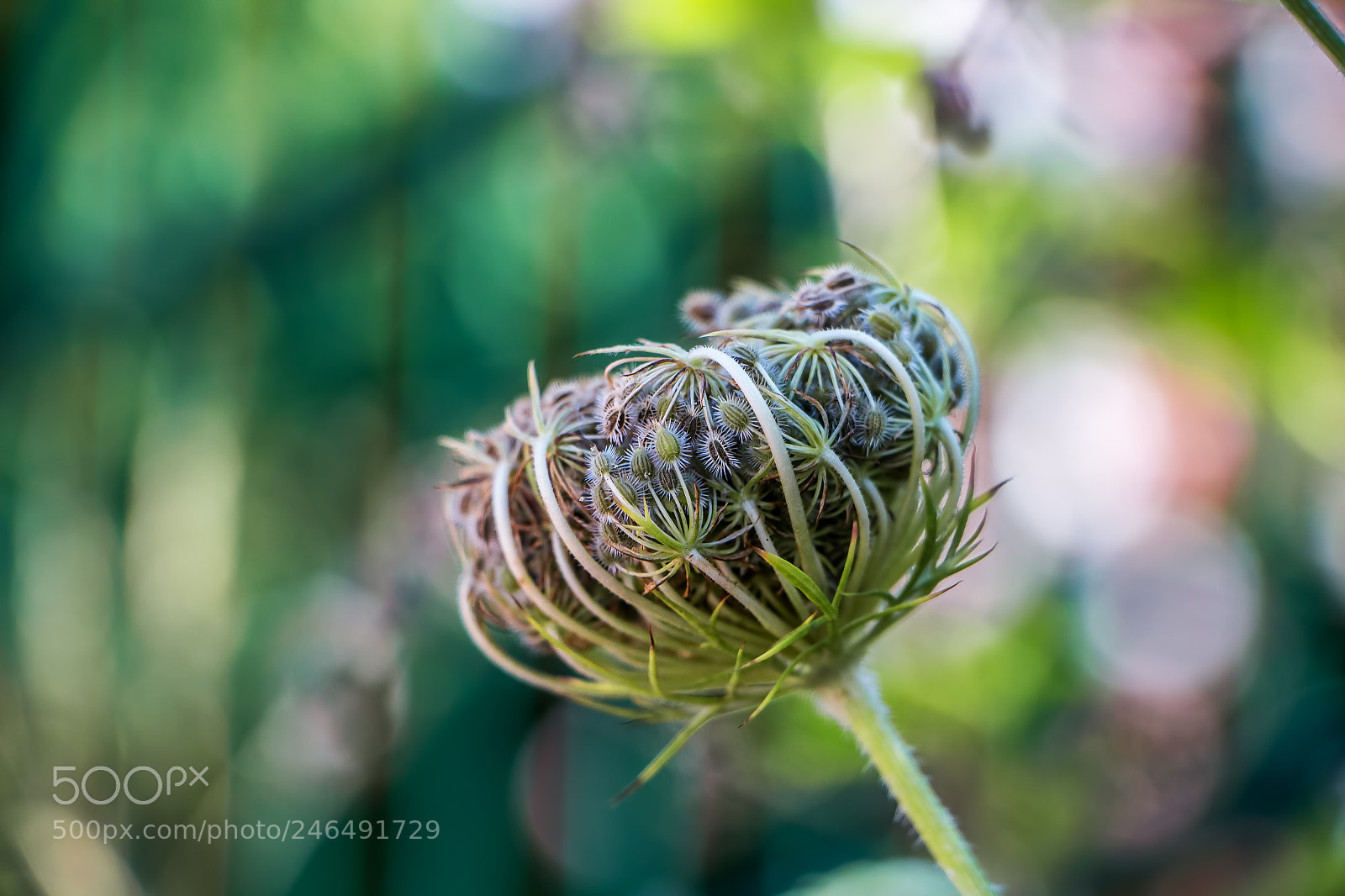 Canon EOS 700D (EOS Rebel T5i / EOS Kiss X7i) sample photo. Beauty in nature photography
