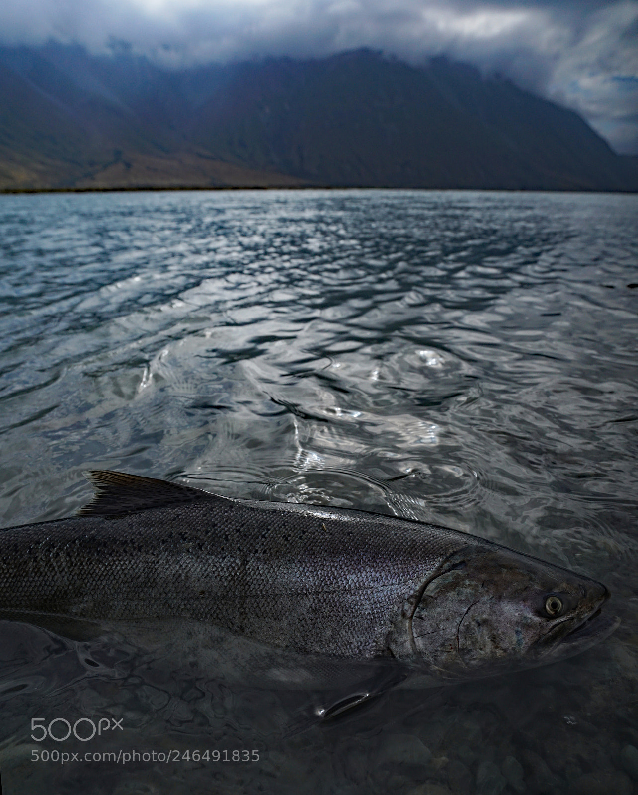 Sony a7R II sample photo. New zealand salmon photography