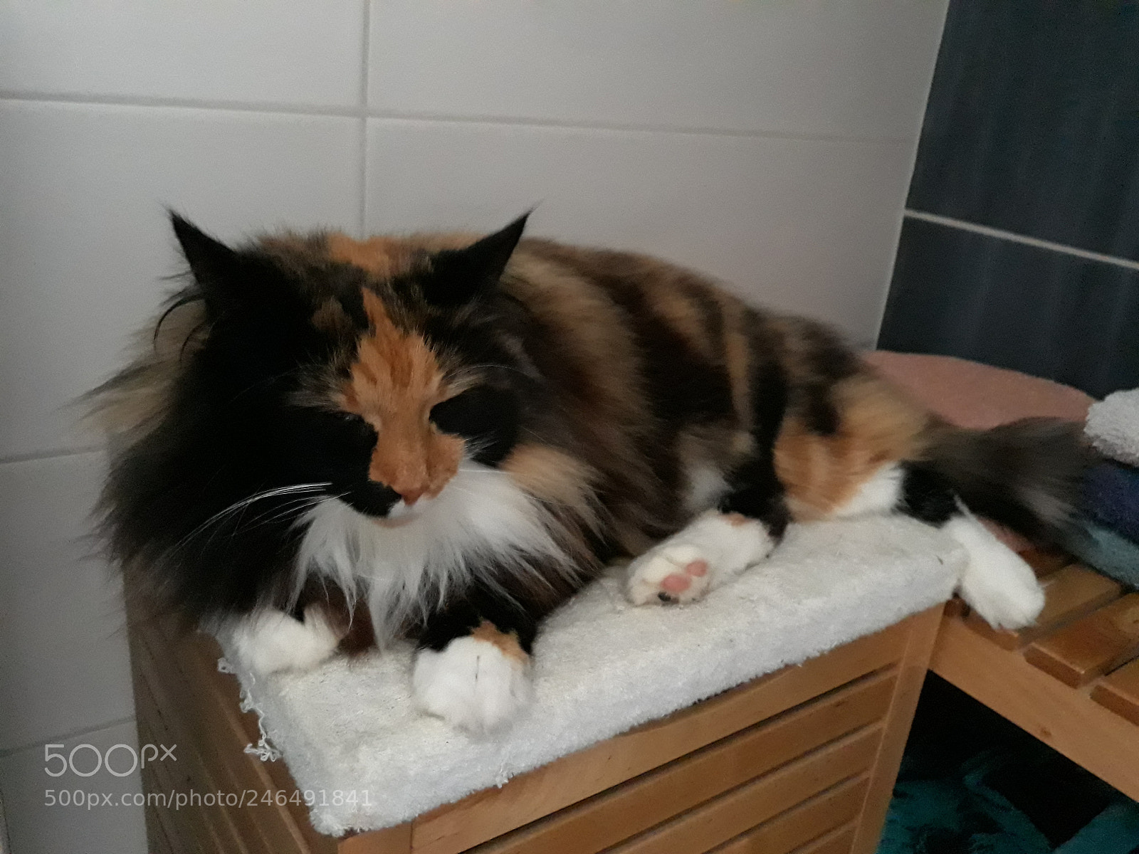 Samsung Galaxy J5 sample photo. Other cat photography