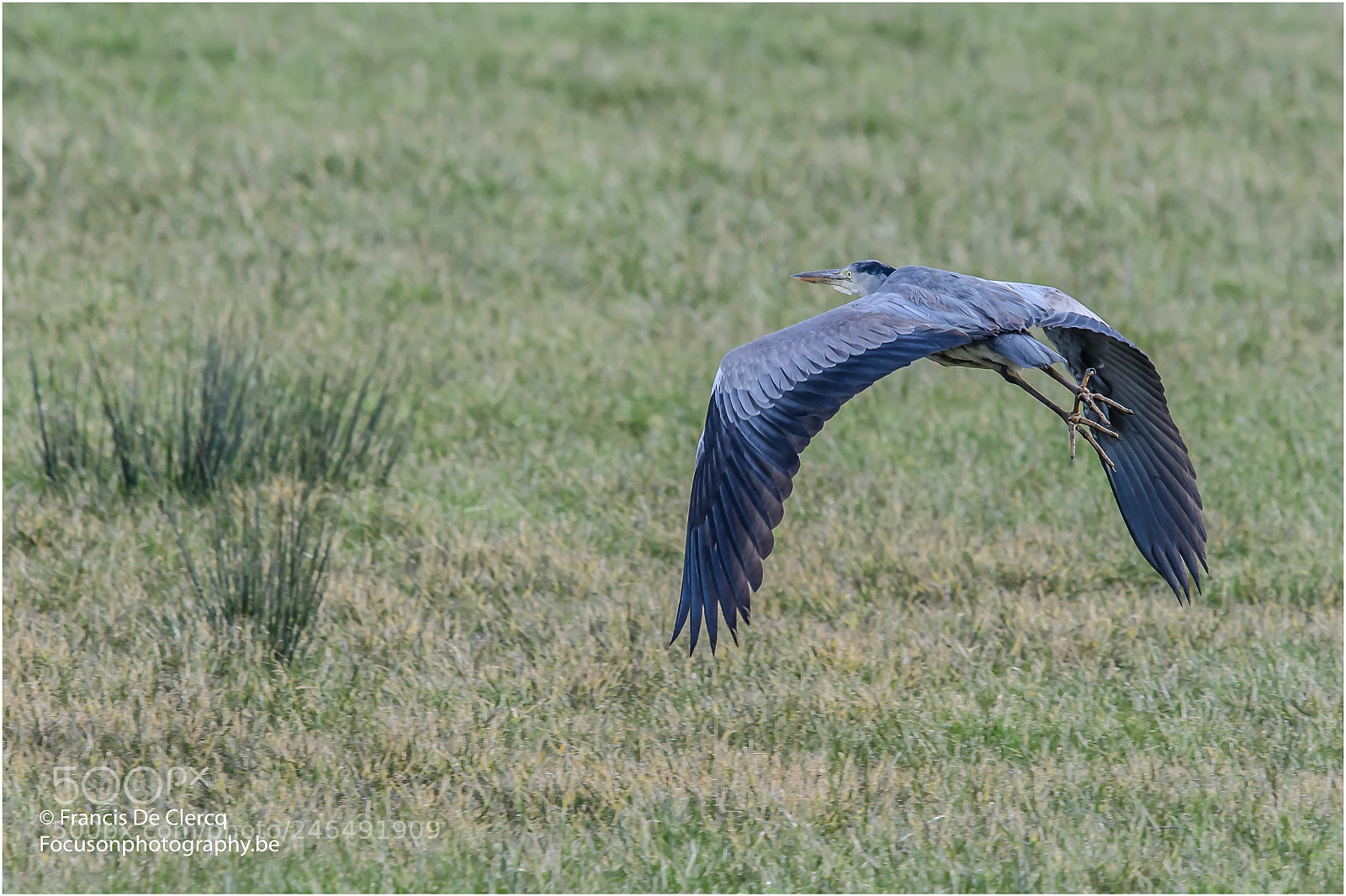 Nikon D500 sample photo. Heron reiger francis de photography