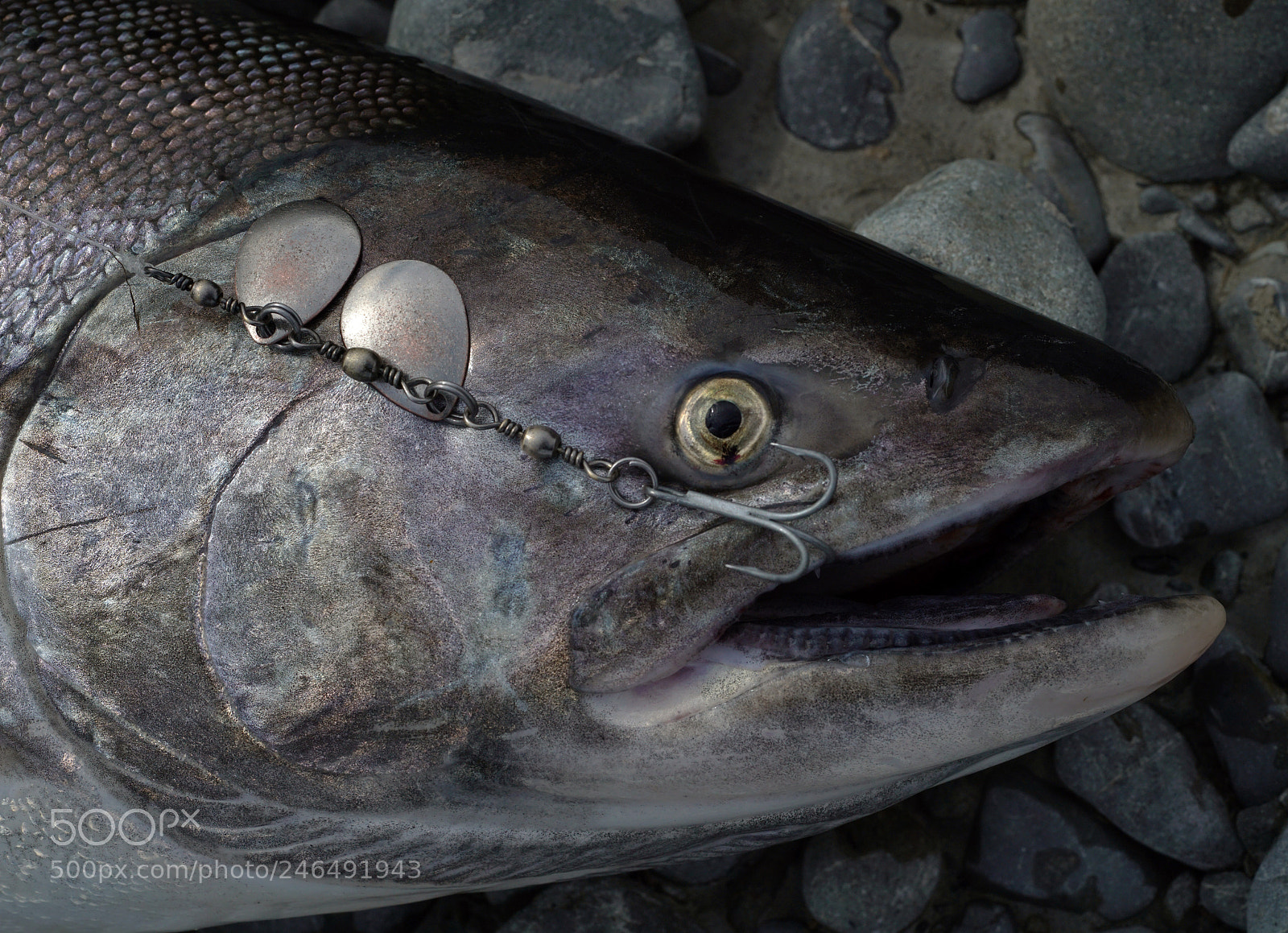 Sony a7R II sample photo. My lure photography