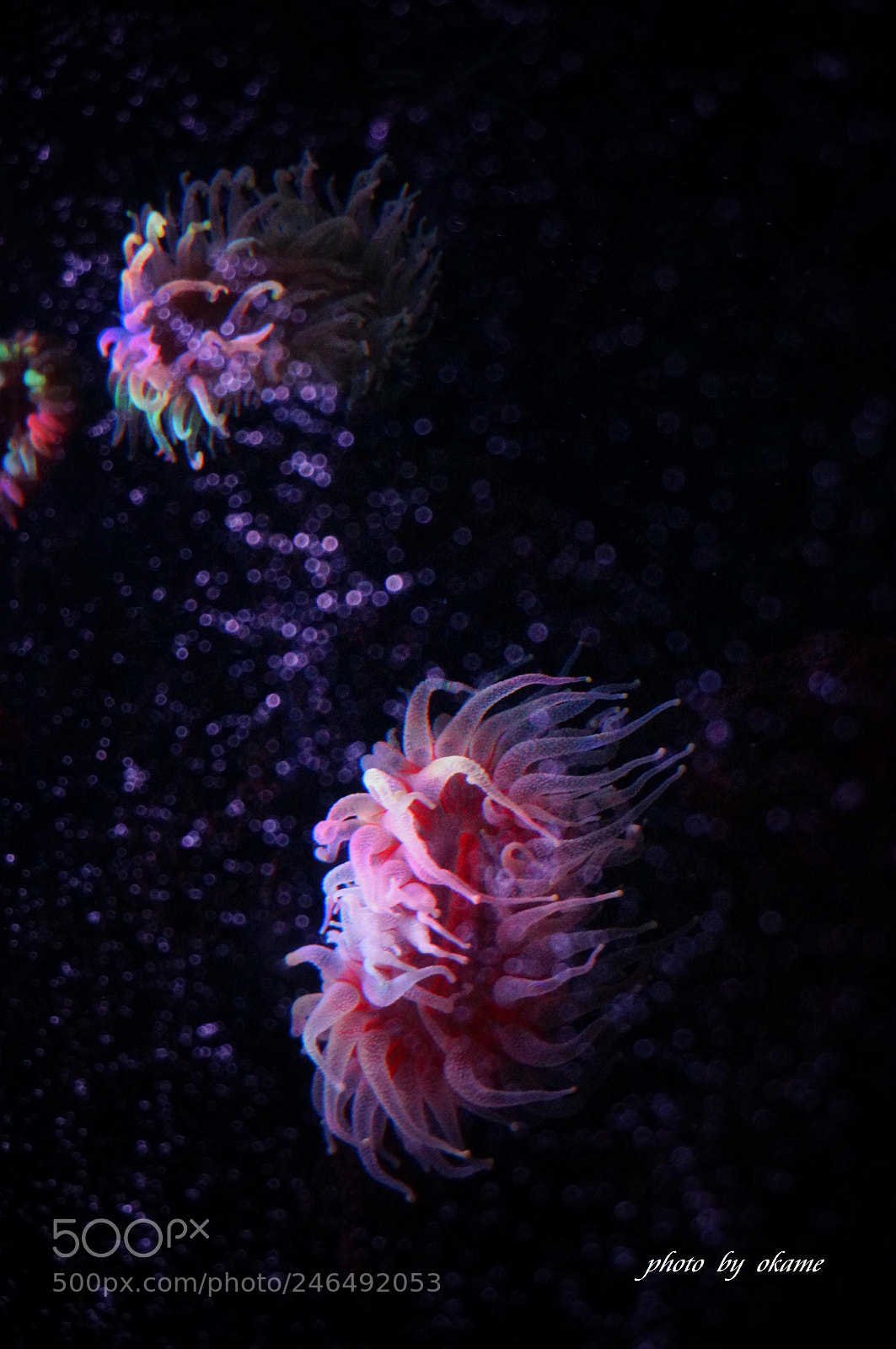 Sony Alpha NEX-5R sample photo. (dance in the water) photography