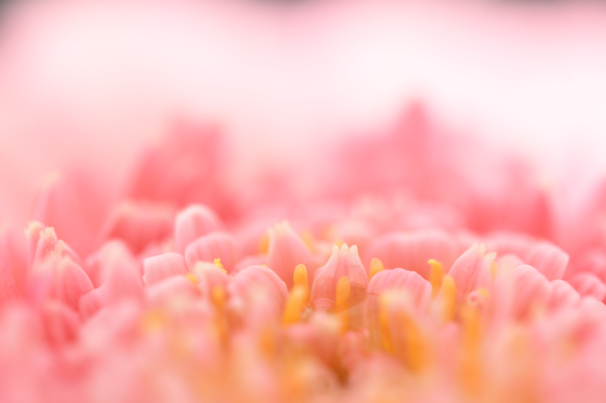 Nikon AF-S Micro-Nikkor 60mm F2.8G ED sample photo. Microworld photography