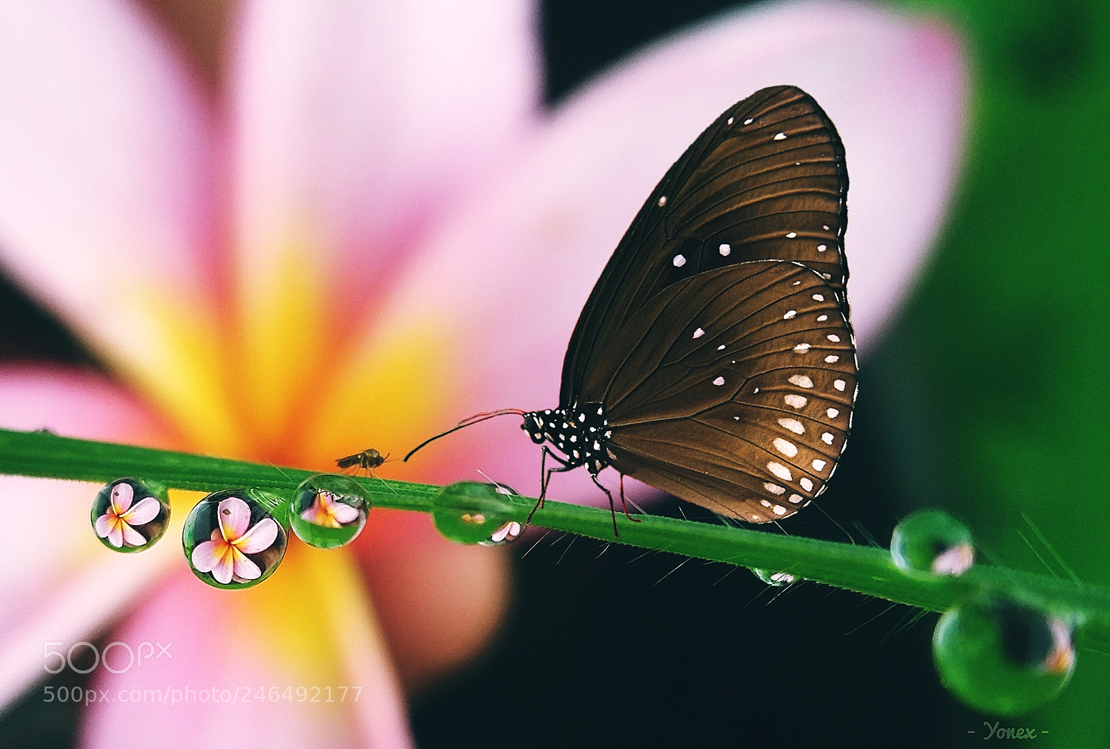Samsung Galaxy Grand Prime sample photo. Waterdrop photography