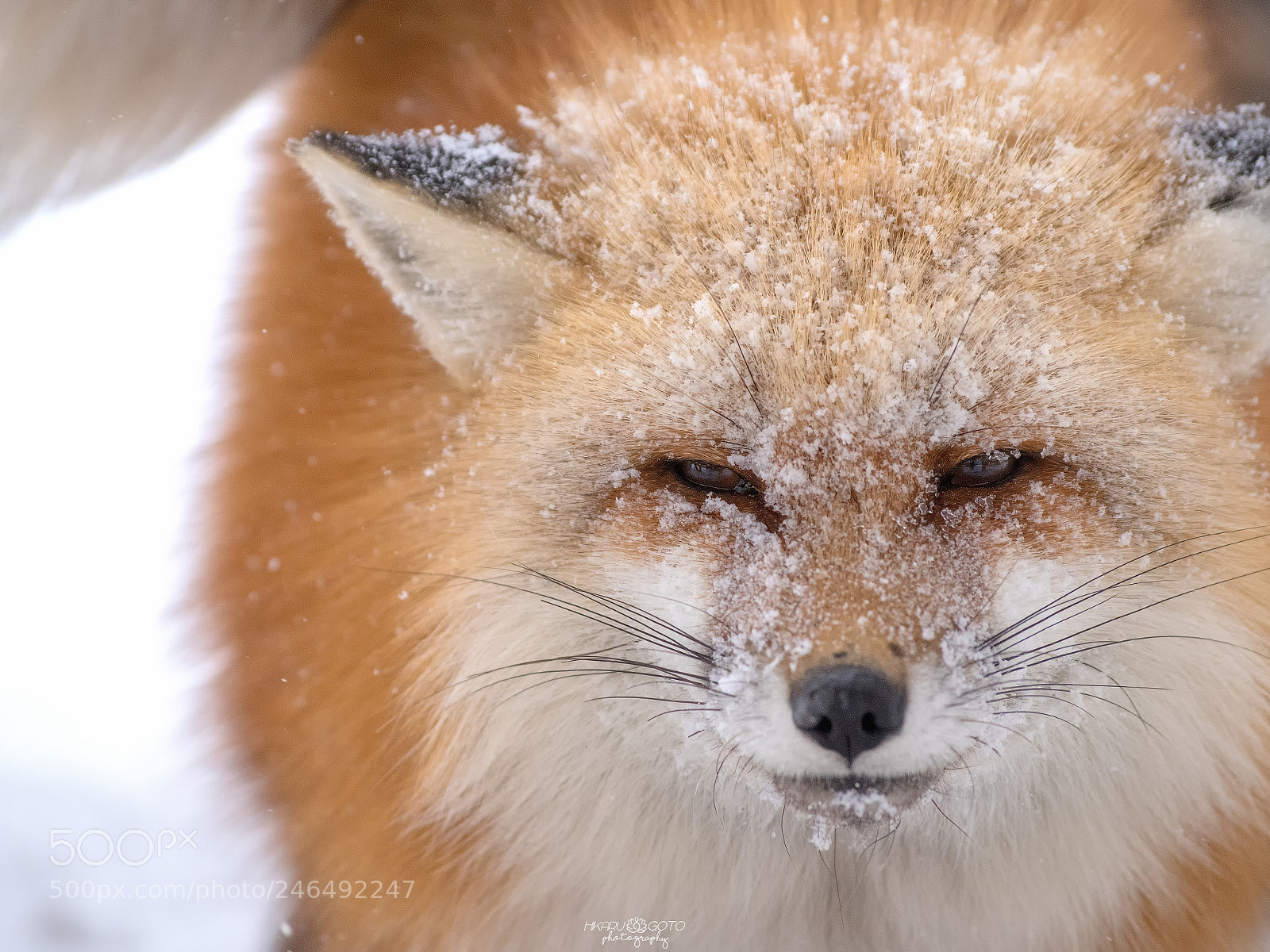 Pentax K-1 sample photo. Snow fox photography