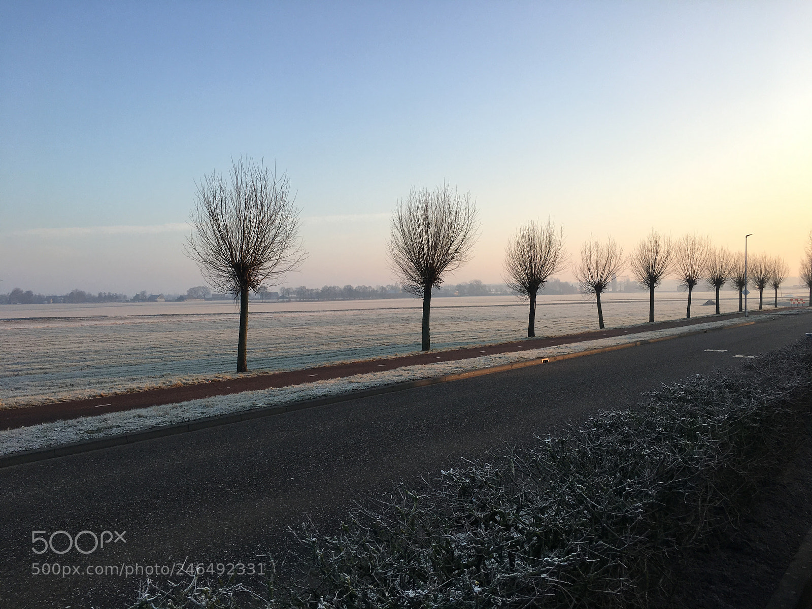 Apple iPhone 6s sample photo. Etten-leur, trees at trivium photography