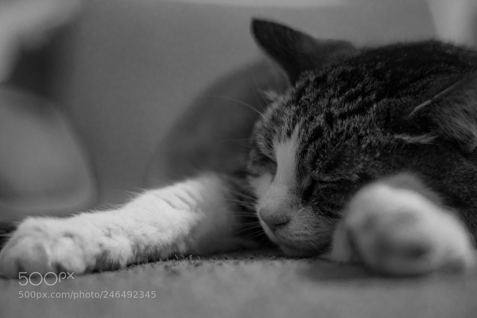 Nikon D5600 sample photo. My sleepy cat photography