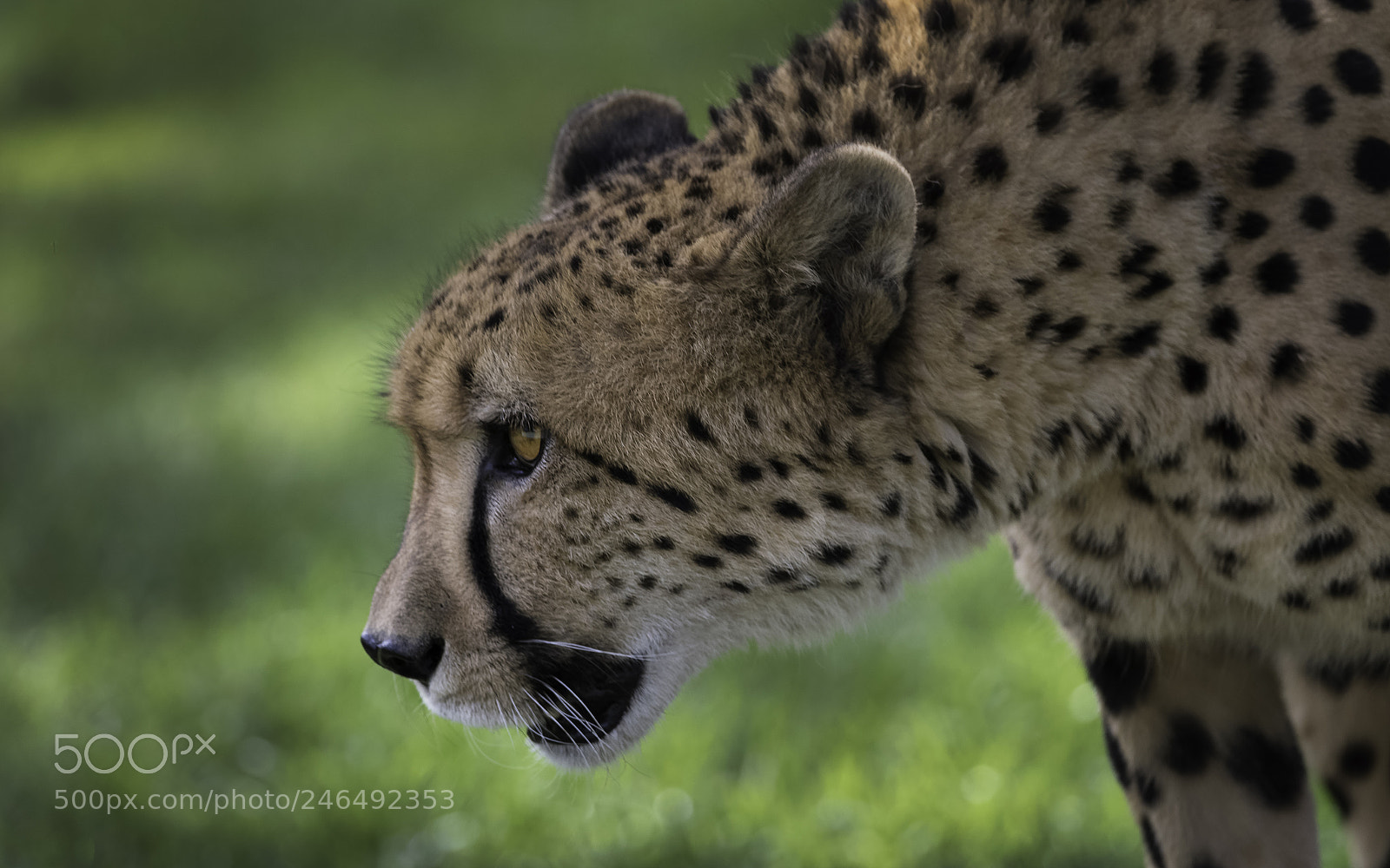 Nikon D810 sample photo. Focused photography