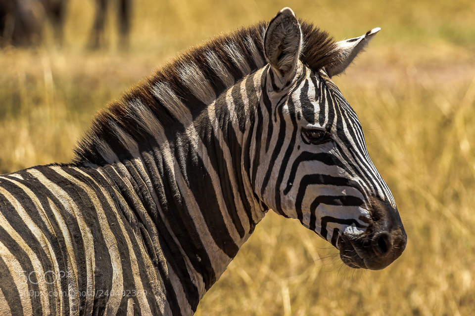 Canon EOS 7D Mark II sample photo. Lone zebra photography