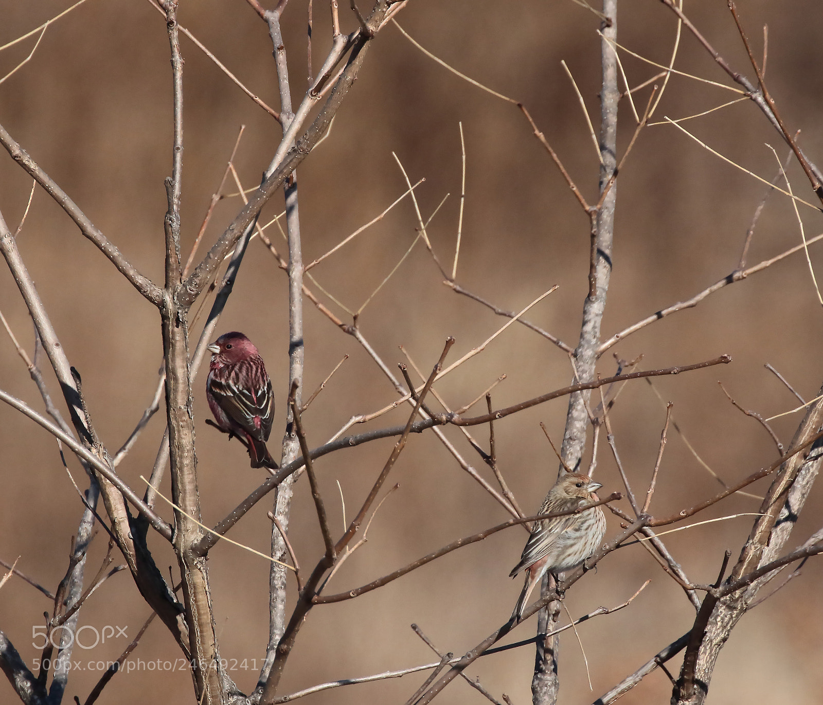 Canon EOS 7D Mark II sample photo. About to being divorced photography