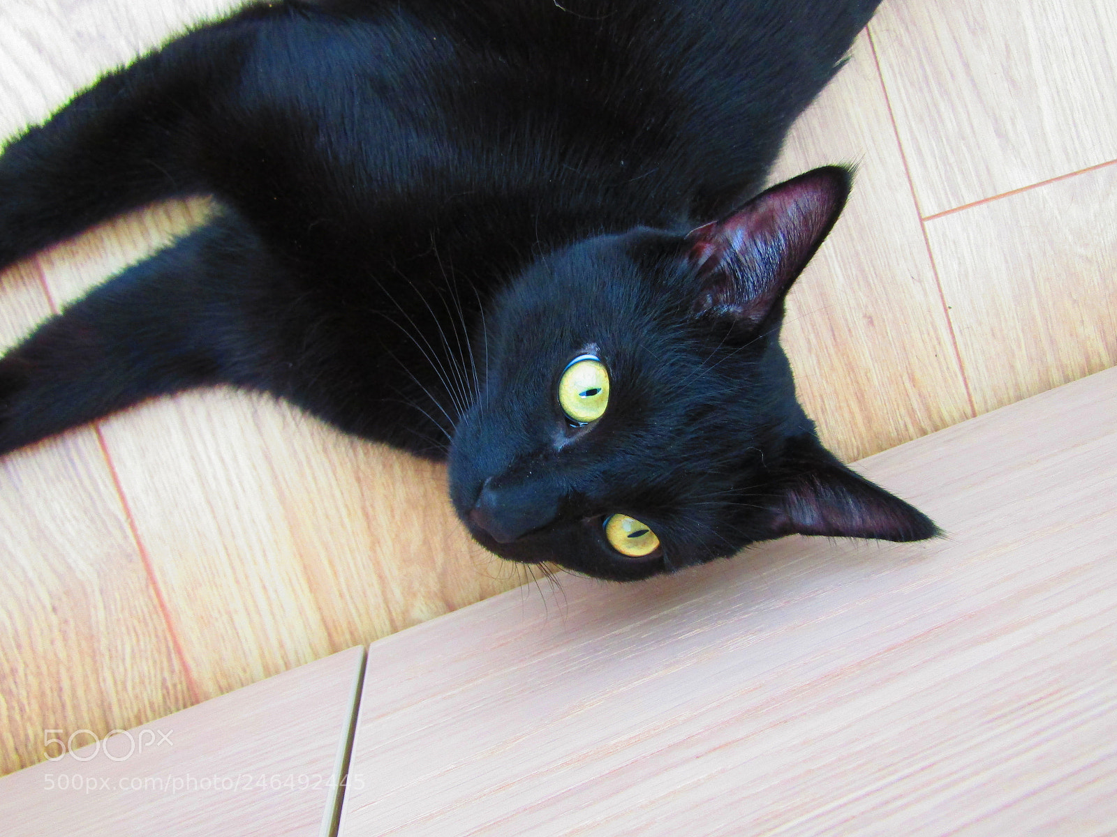 Canon POWERSHOT SX430 IS sample photo. I ❤ these eyes photography