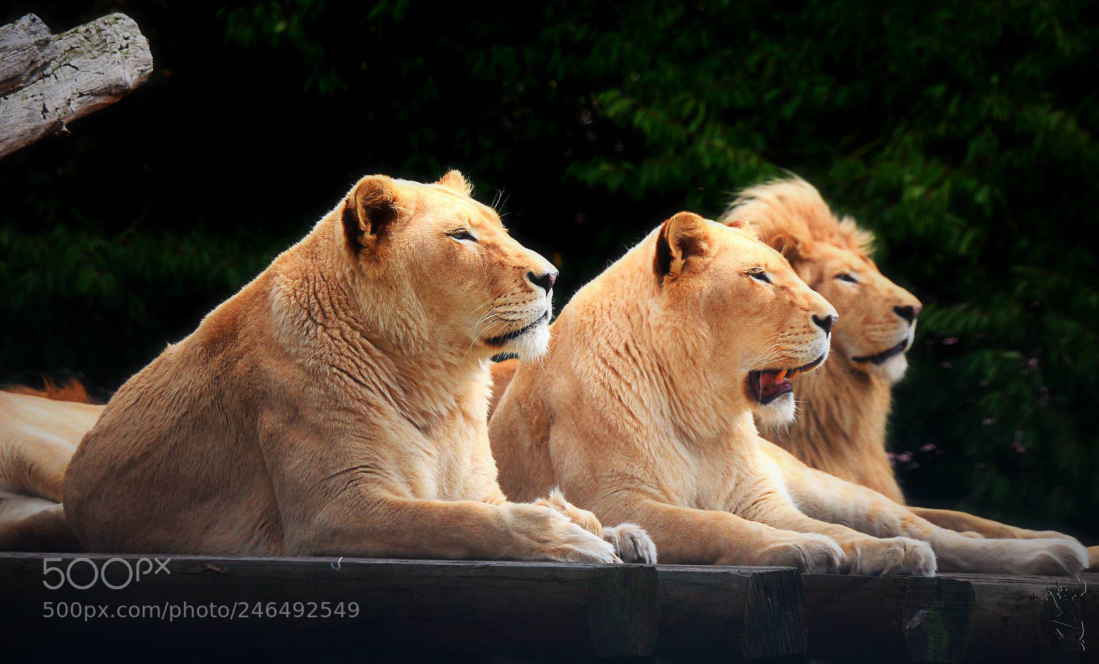 Canon EOS 650D (EOS Rebel T4i / EOS Kiss X6i) sample photo. The three lions photography