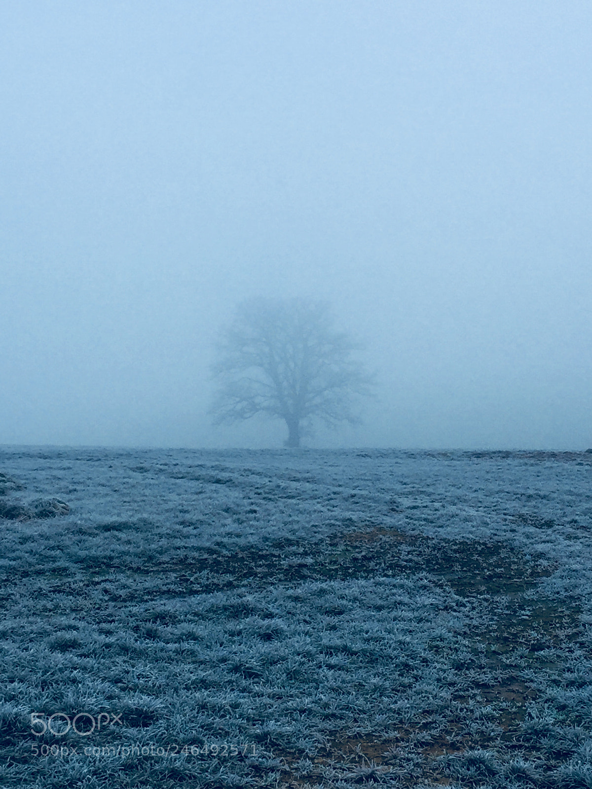 Apple iPhone 6 sample photo. Icy sunday photography