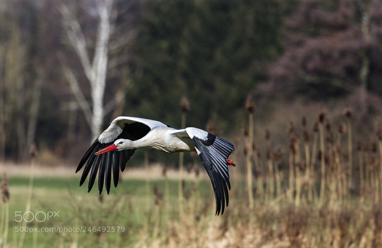 Canon EOS 7D Mark II sample photo. Wei storch im flug photography