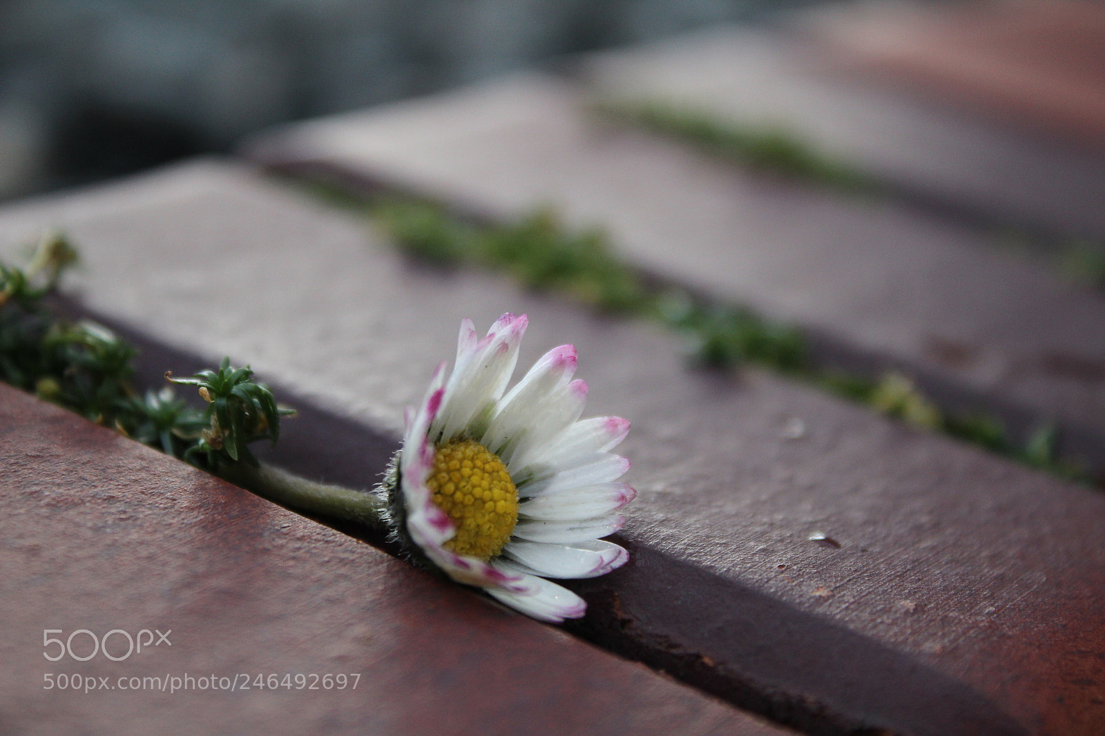 Canon EF-S 18-55mm F3.5-5.6 III sample photo. Lonely flower photography