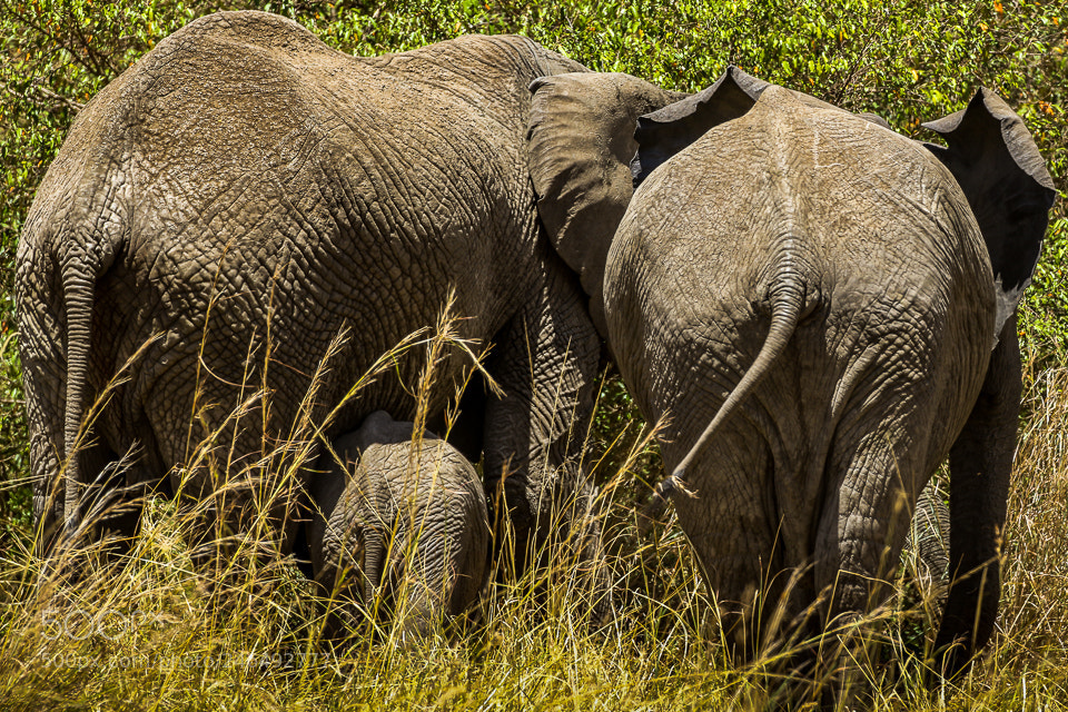 Canon EOS 7D Mark II sample photo. Elephants bums photography