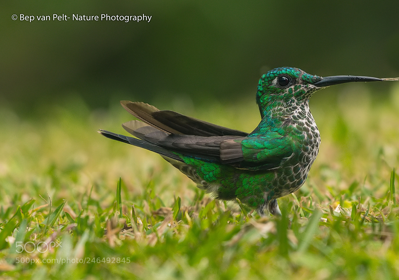 Nikon AF-S Nikkor 200-500mm F5.6E ED VR sample photo. Little moment at the photography