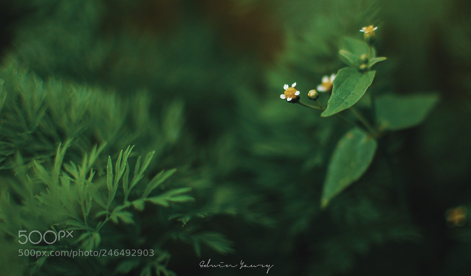 Nikon D40 sample photo. Macro photography