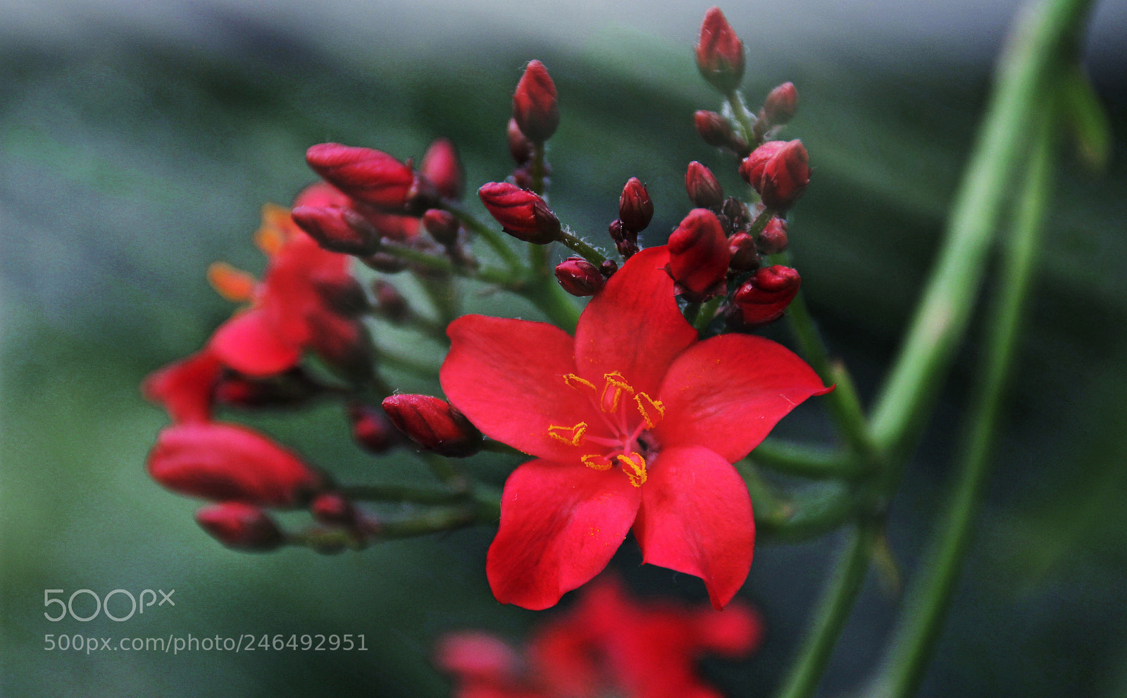 Canon EOS 550D (EOS Rebel T2i / EOS Kiss X4) sample photo. 花开富贵 photography