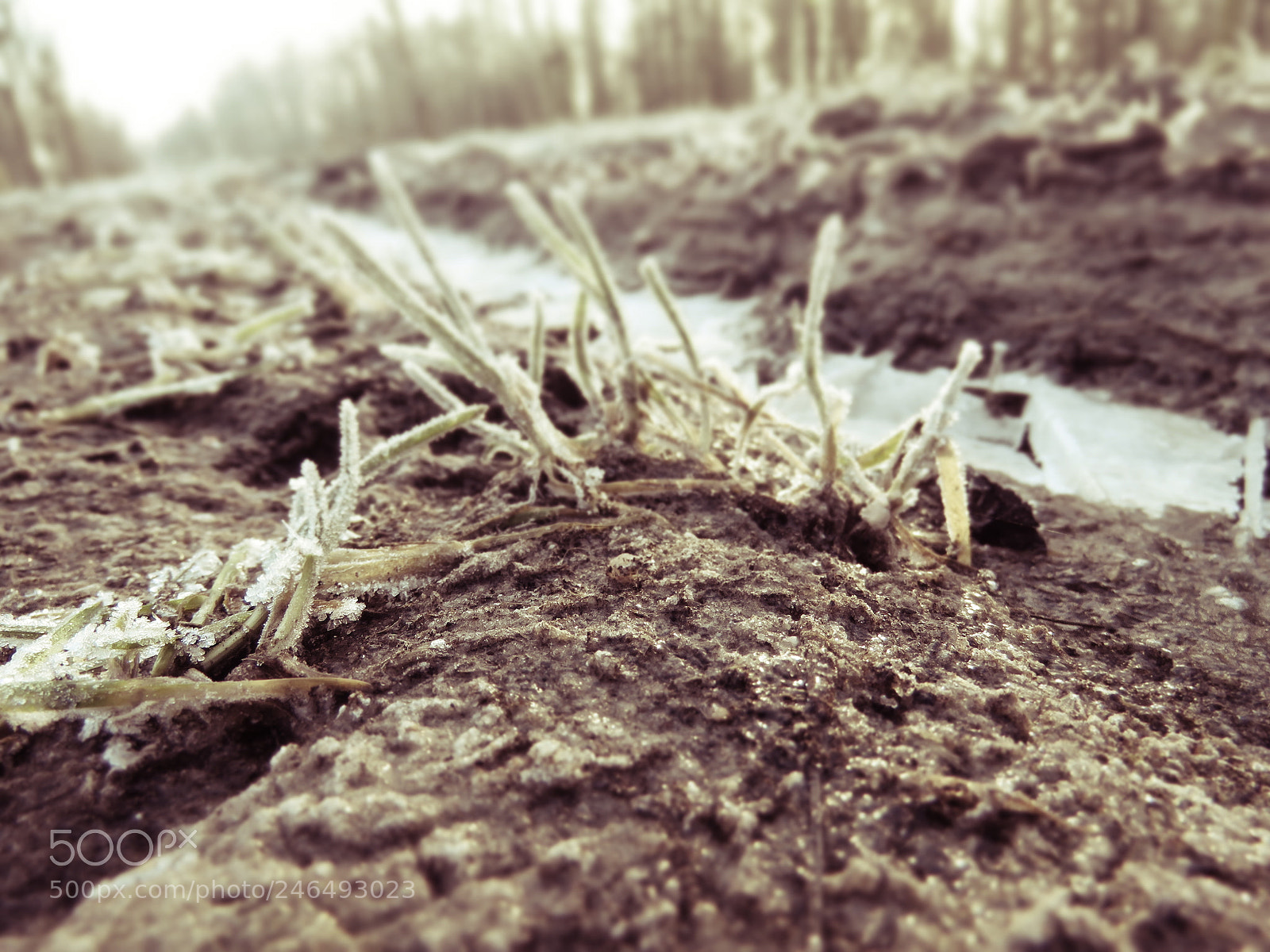 Canon PowerShot SX60 HS sample photo. Frozen grass photography
