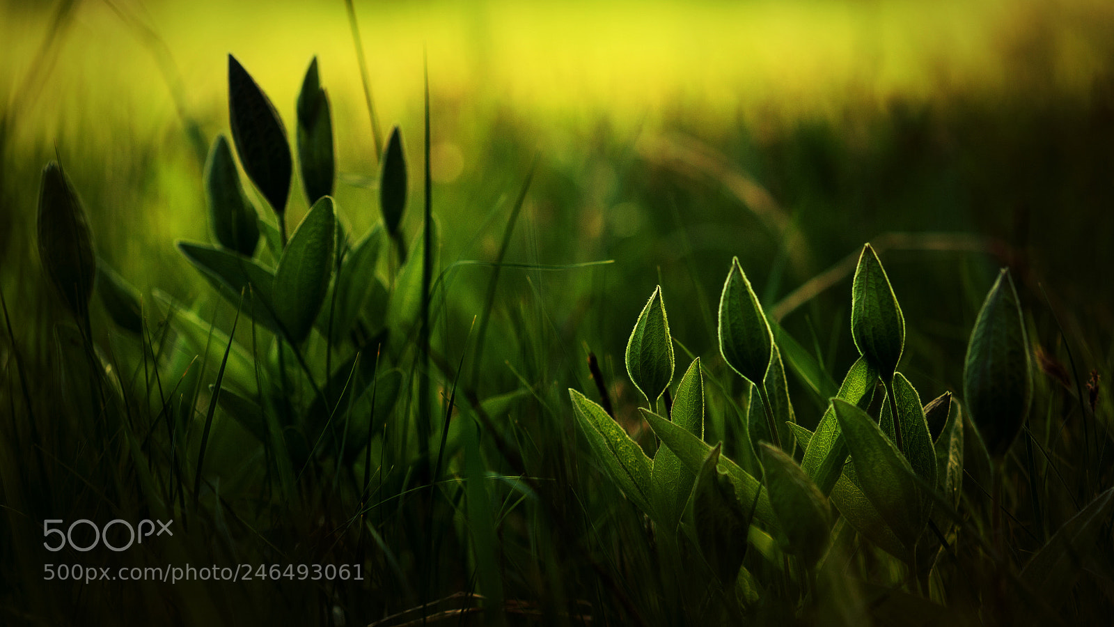 Canon EOS 5D sample photo. - photography