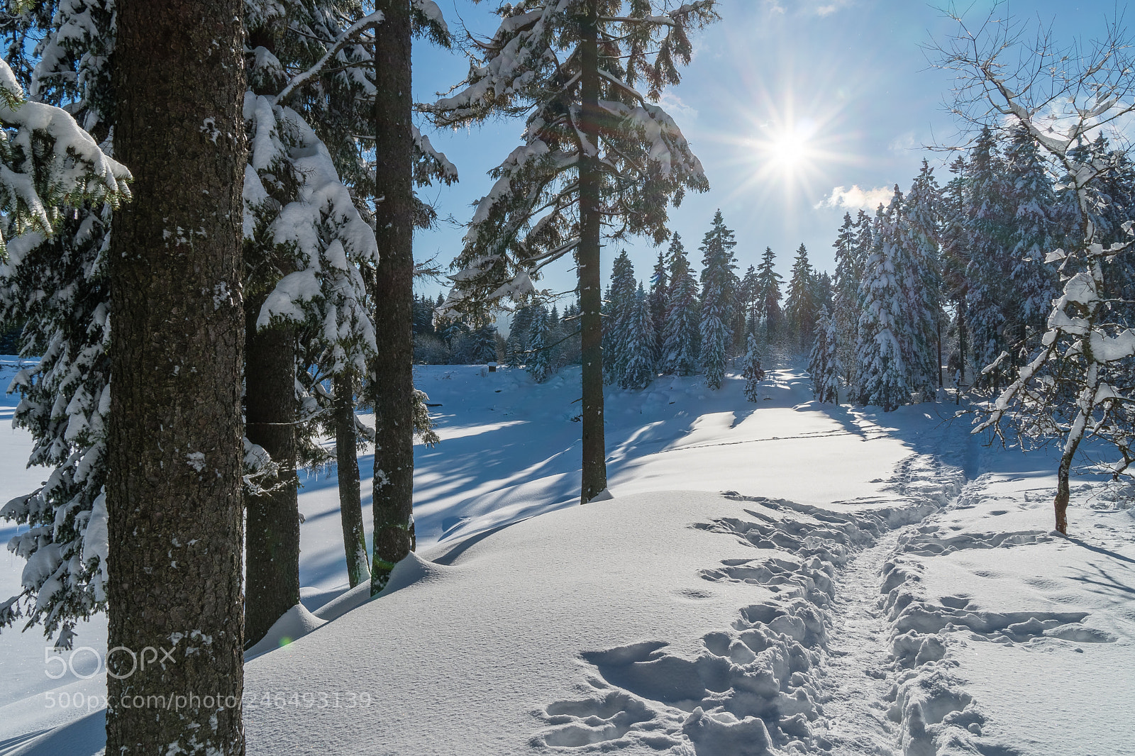 Sony a6300 sample photo. Walk in the snow photography