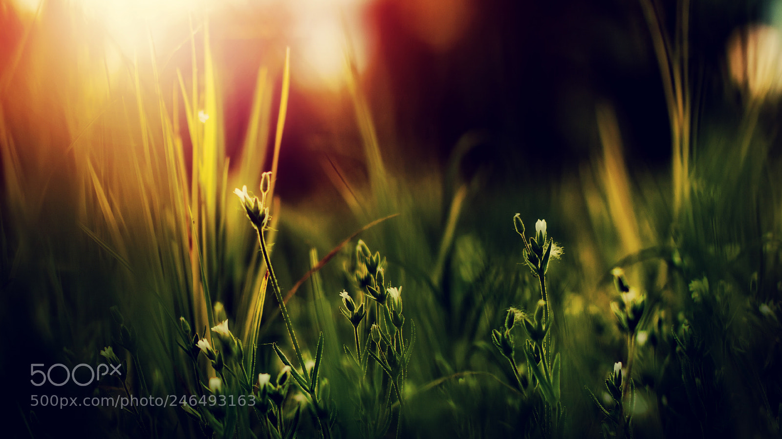 Canon EOS 50D sample photo. - photography