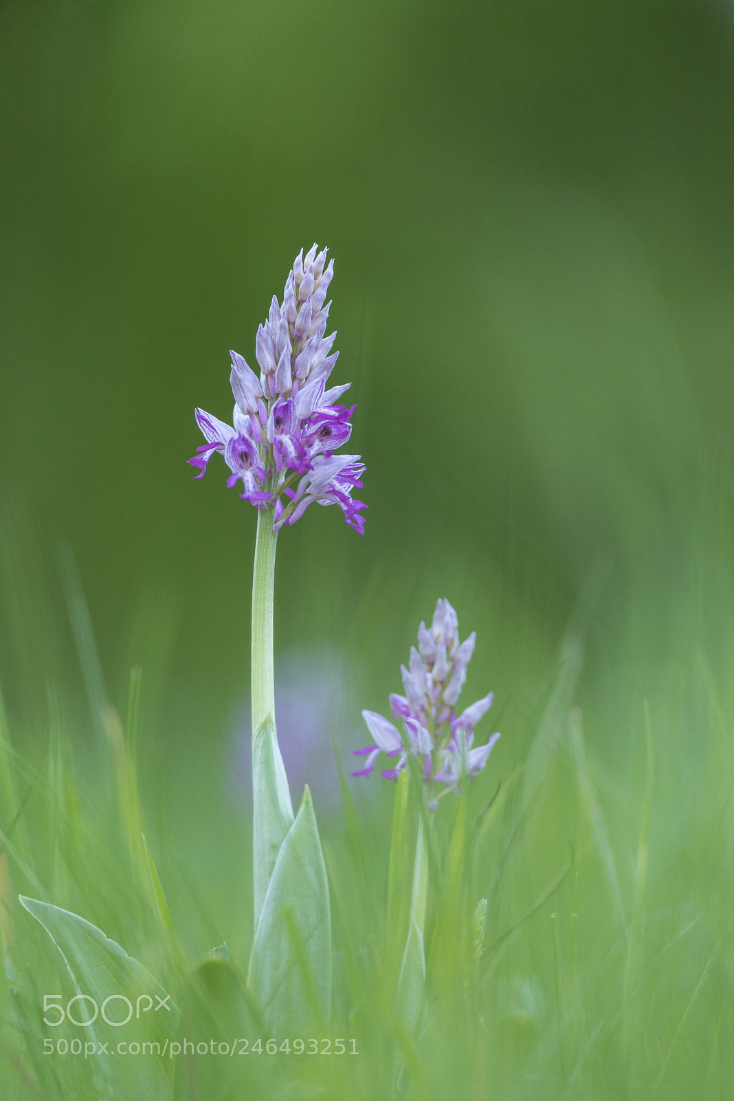 Pentax K-1 sample photo. Military orchid photography