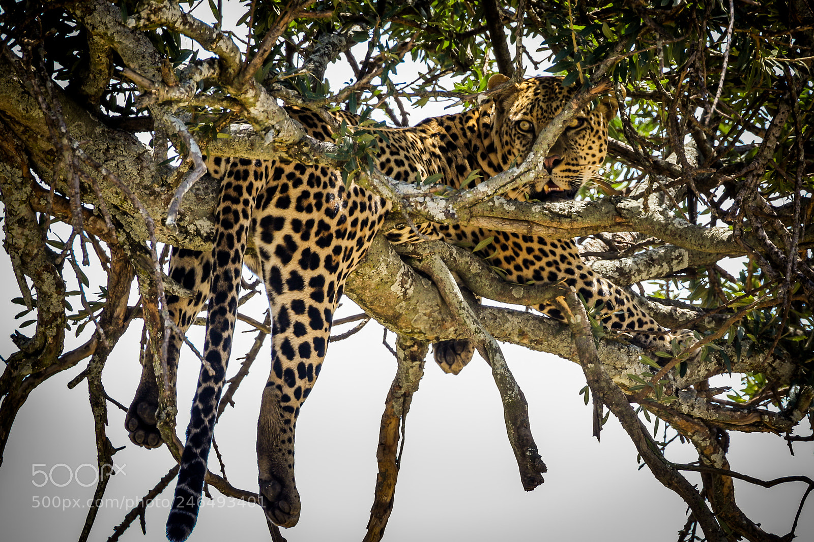 Canon EOS 7D Mark II sample photo. Leopard in tree photography