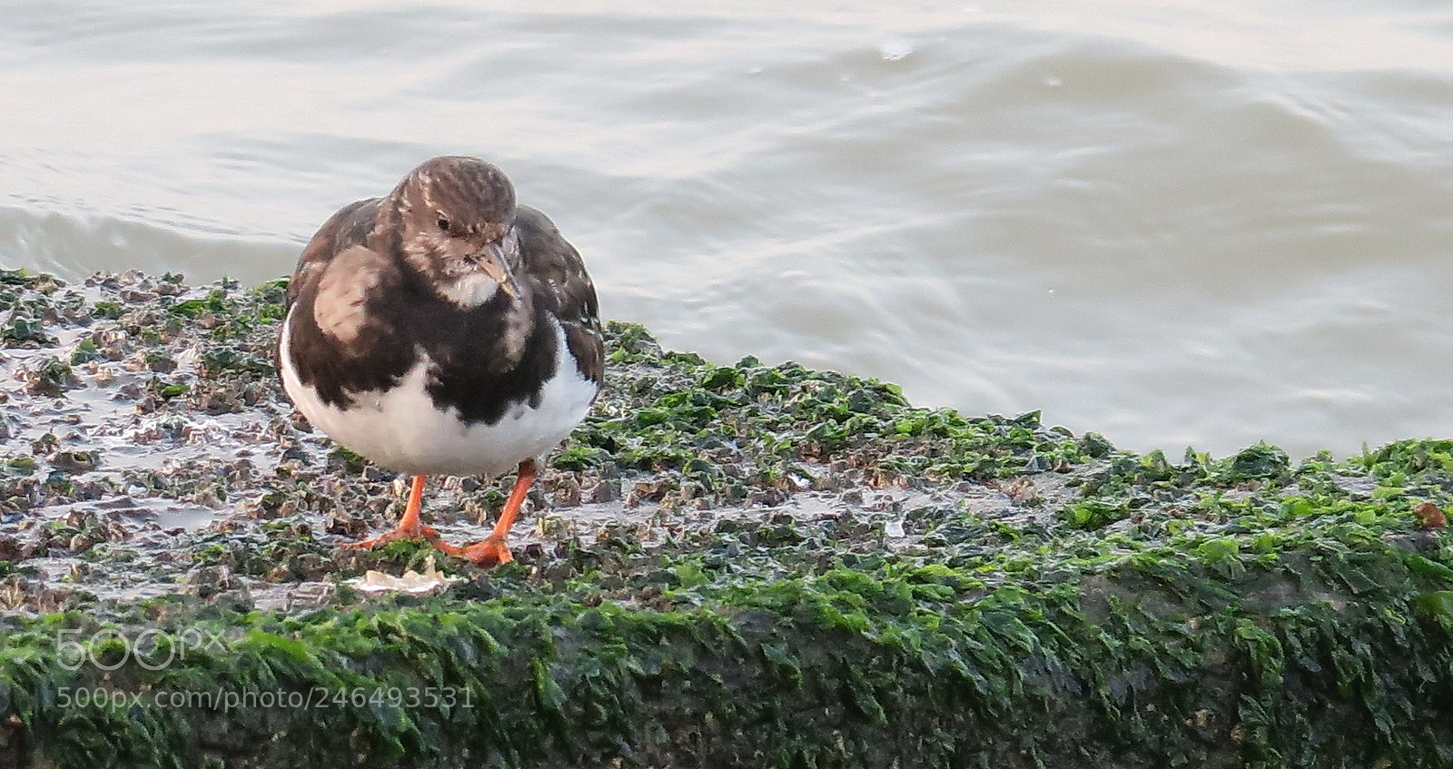 Canon PowerShot G3 X sample photo. Little bird photography