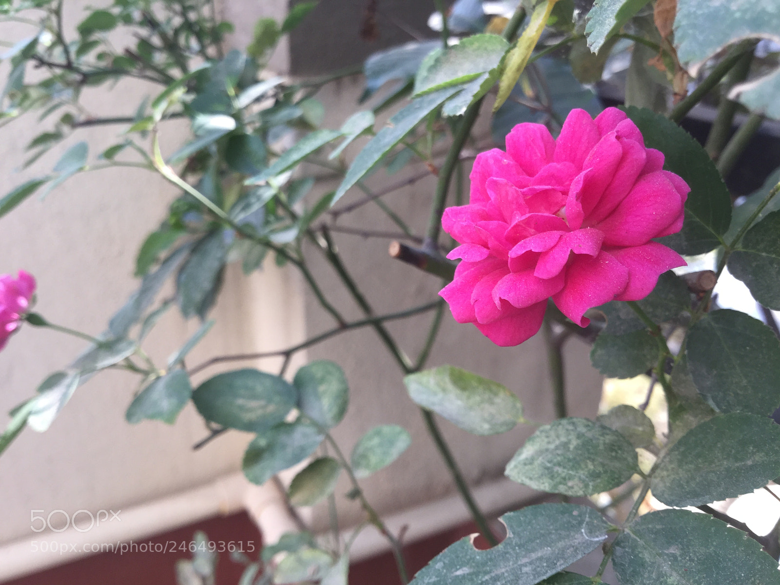 Apple iPad Air 2 sample photo. Beautiful flower in my photography