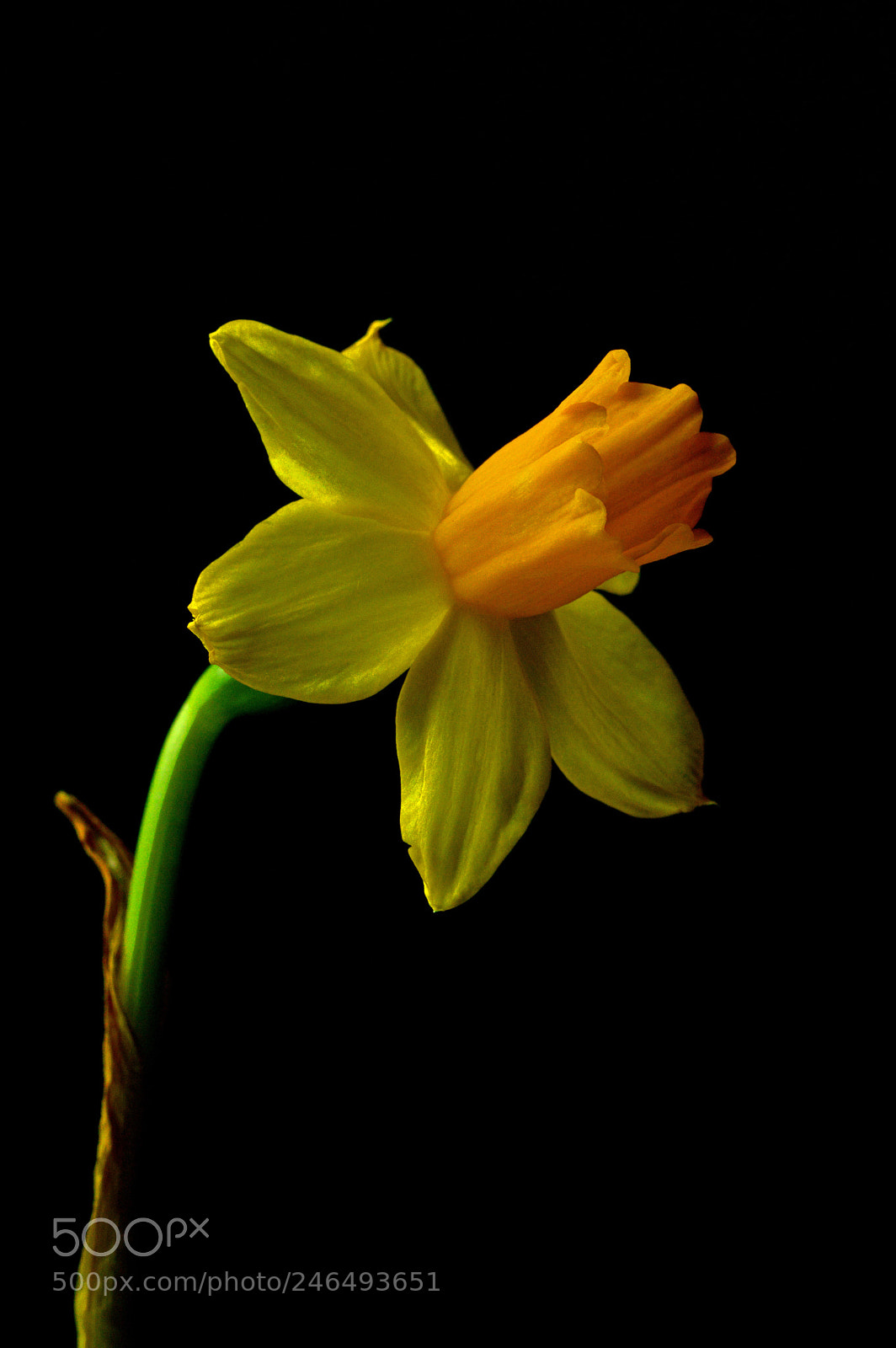 Nikon D3200 sample photo. Daffodil photography