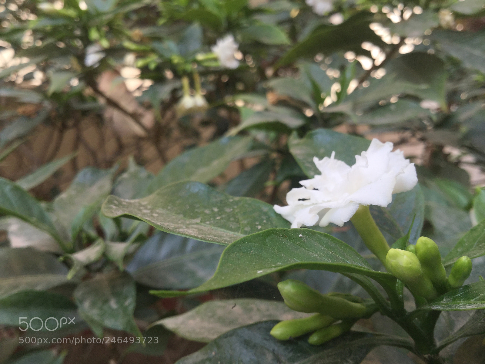 Apple iPad Air 2 sample photo. White flower in my photography