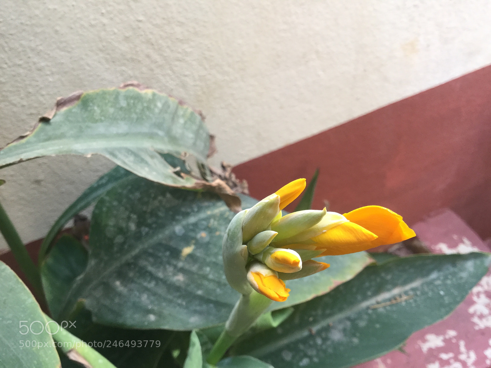 Apple iPad Air 2 sample photo. Flower budding in my photography