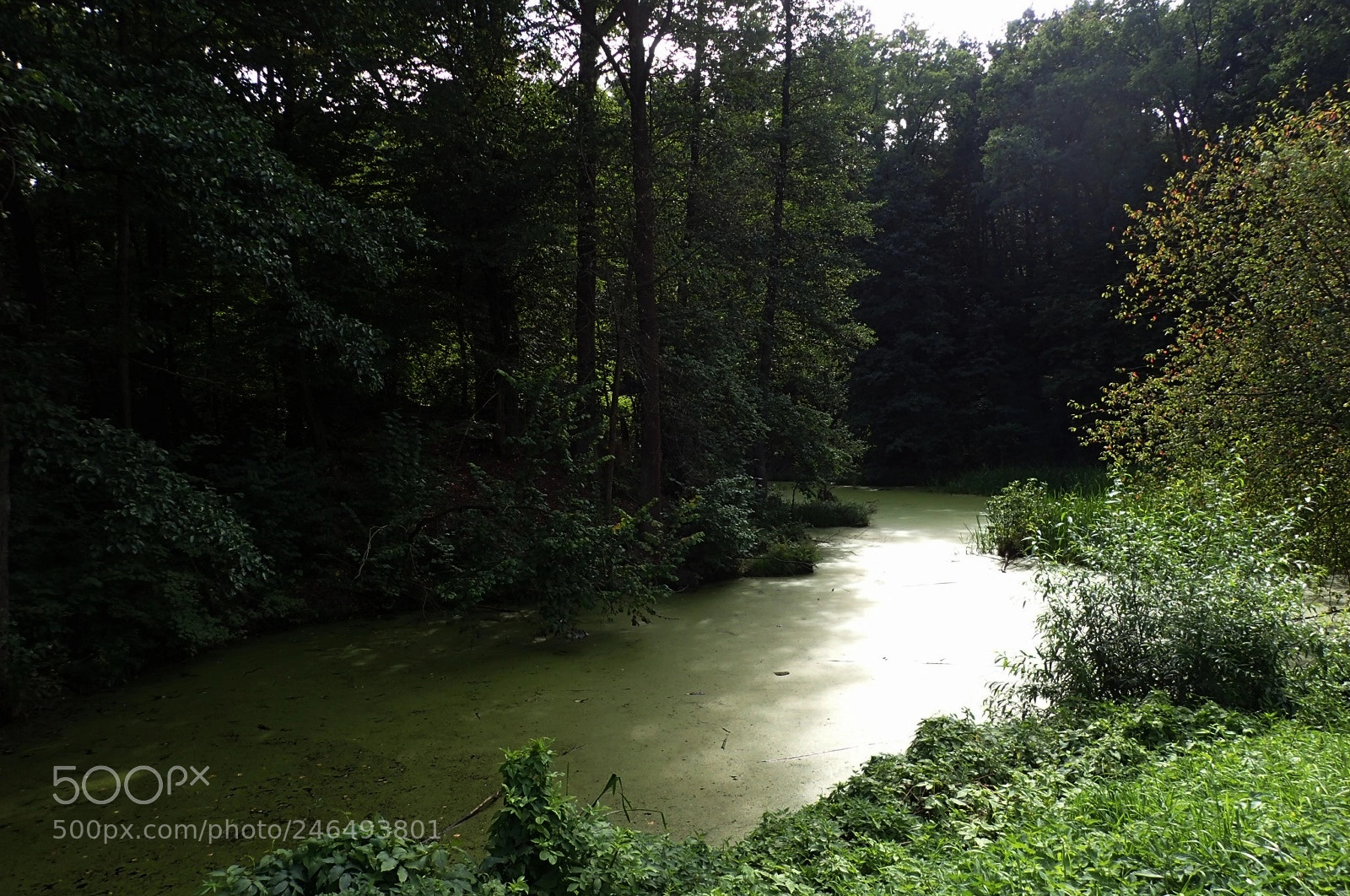 Olympus TG-4 sample photo. Green photography