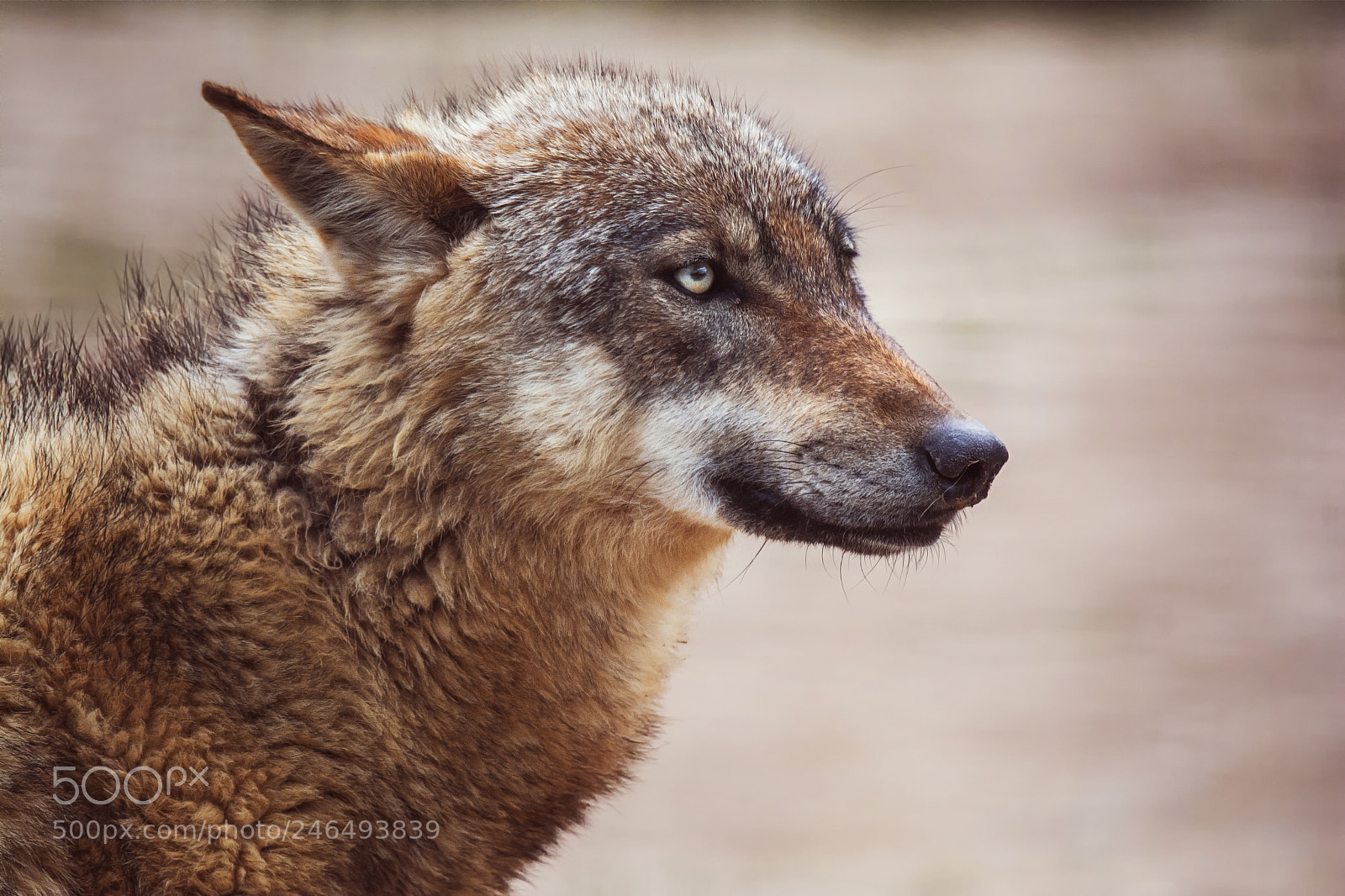 Nikon D7100 sample photo. Wolf photography