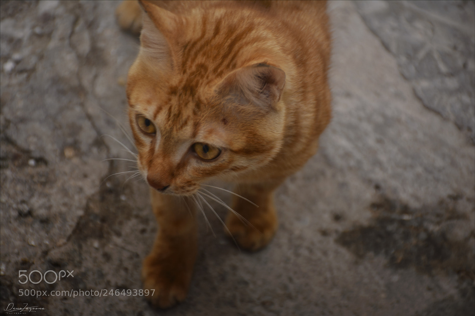 Nikon D7100 sample photo. A yellow cat photography