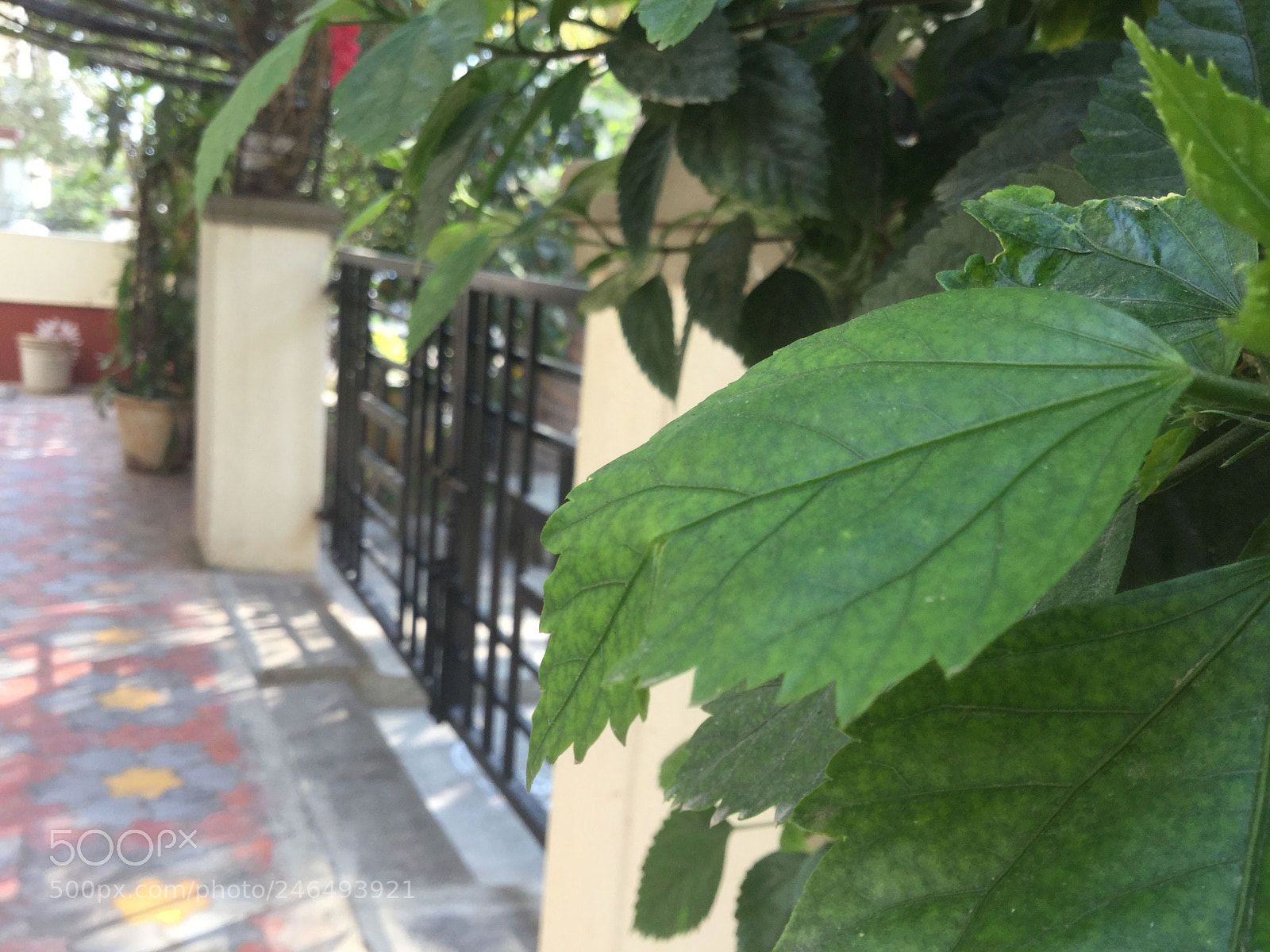 Apple iPad Air 2 sample photo. Beautiful hibiscus leaves photography
