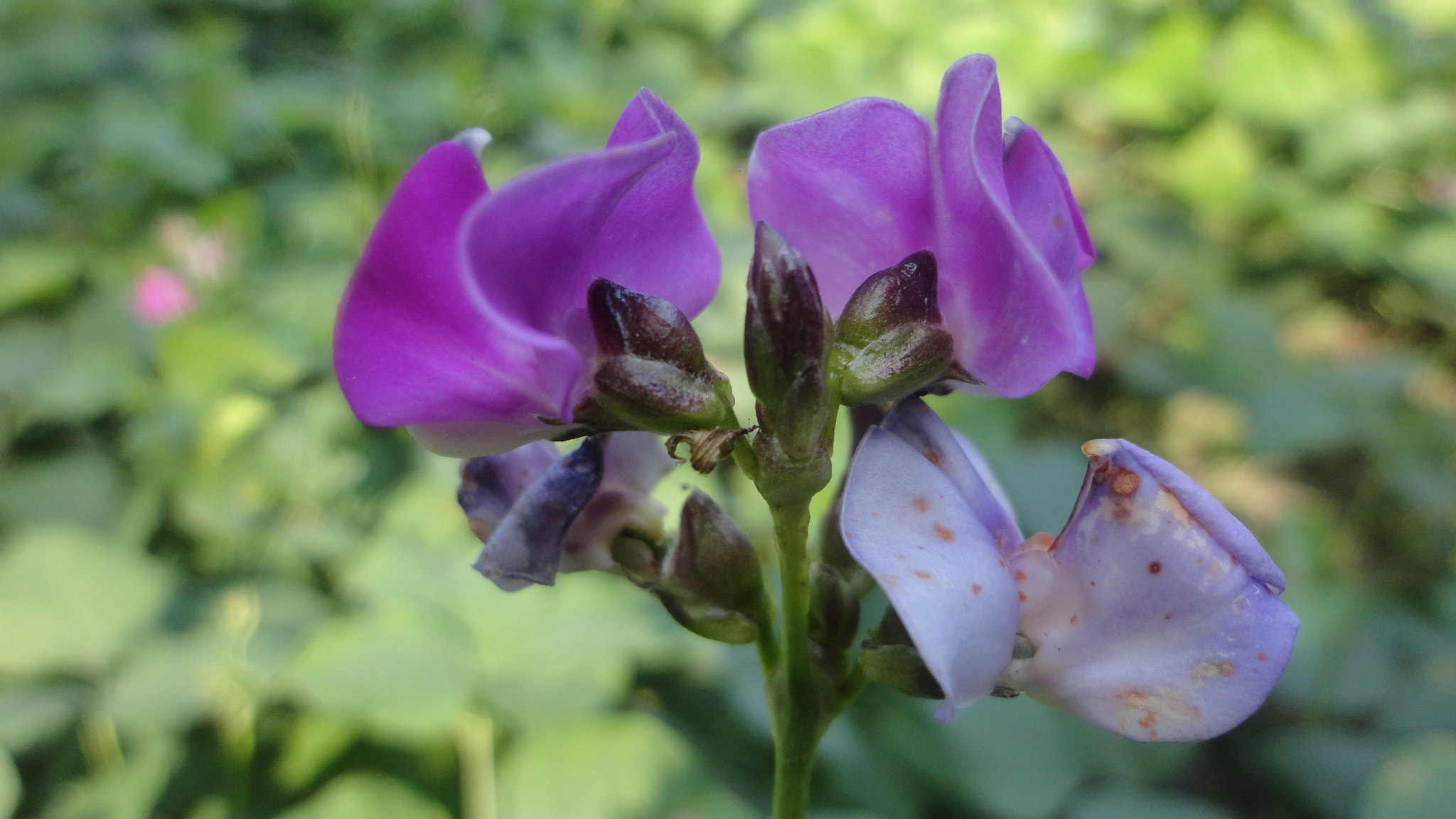 Sony Cyber-shot DSC-W570 sample photo. Flowers in danger photography