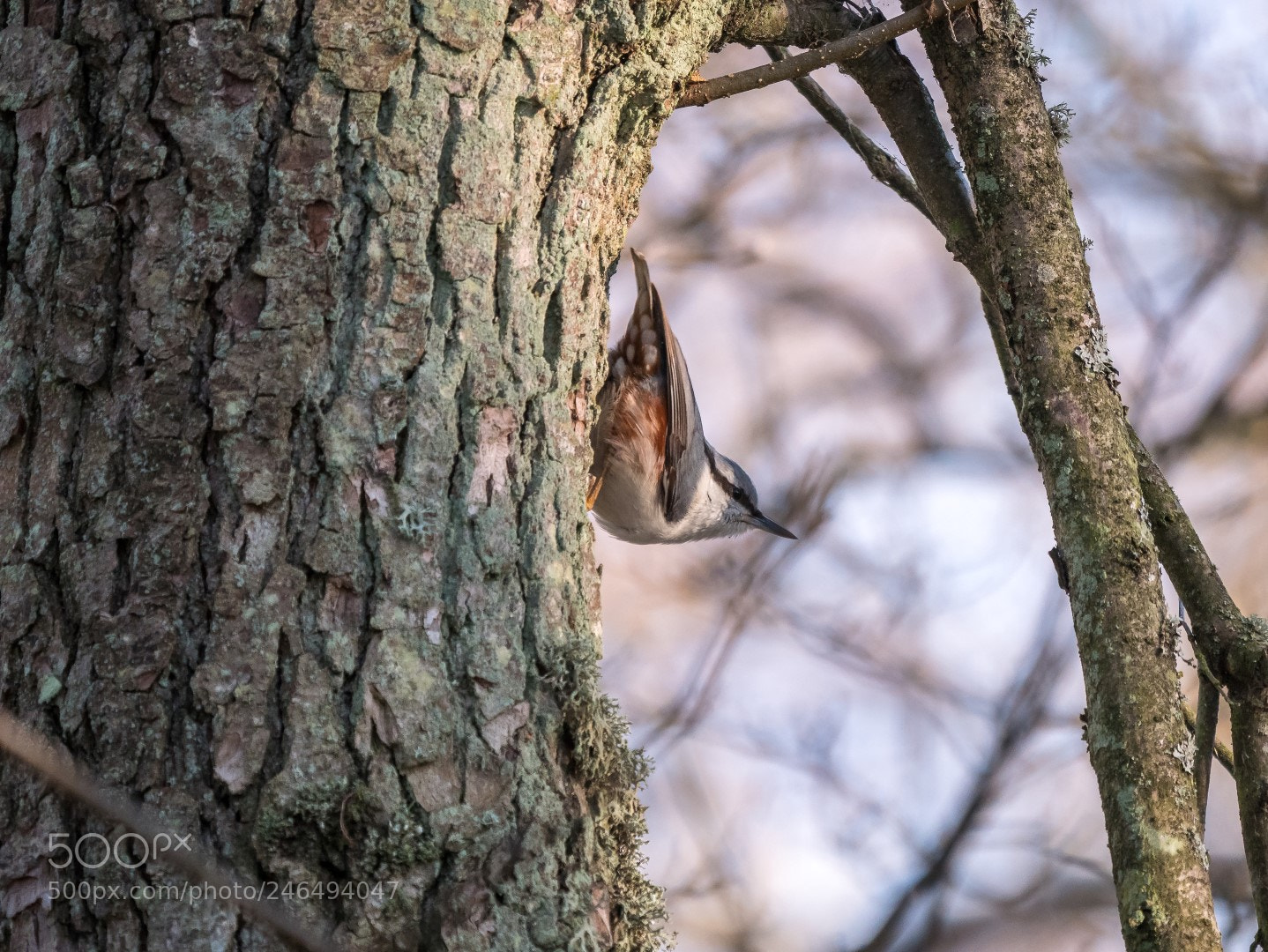 Panasonic Lumix DMC-GX85 (Lumix DMC-GX80 / Lumix DMC-GX7 Mark II) sample photo. Sitta europeae photography