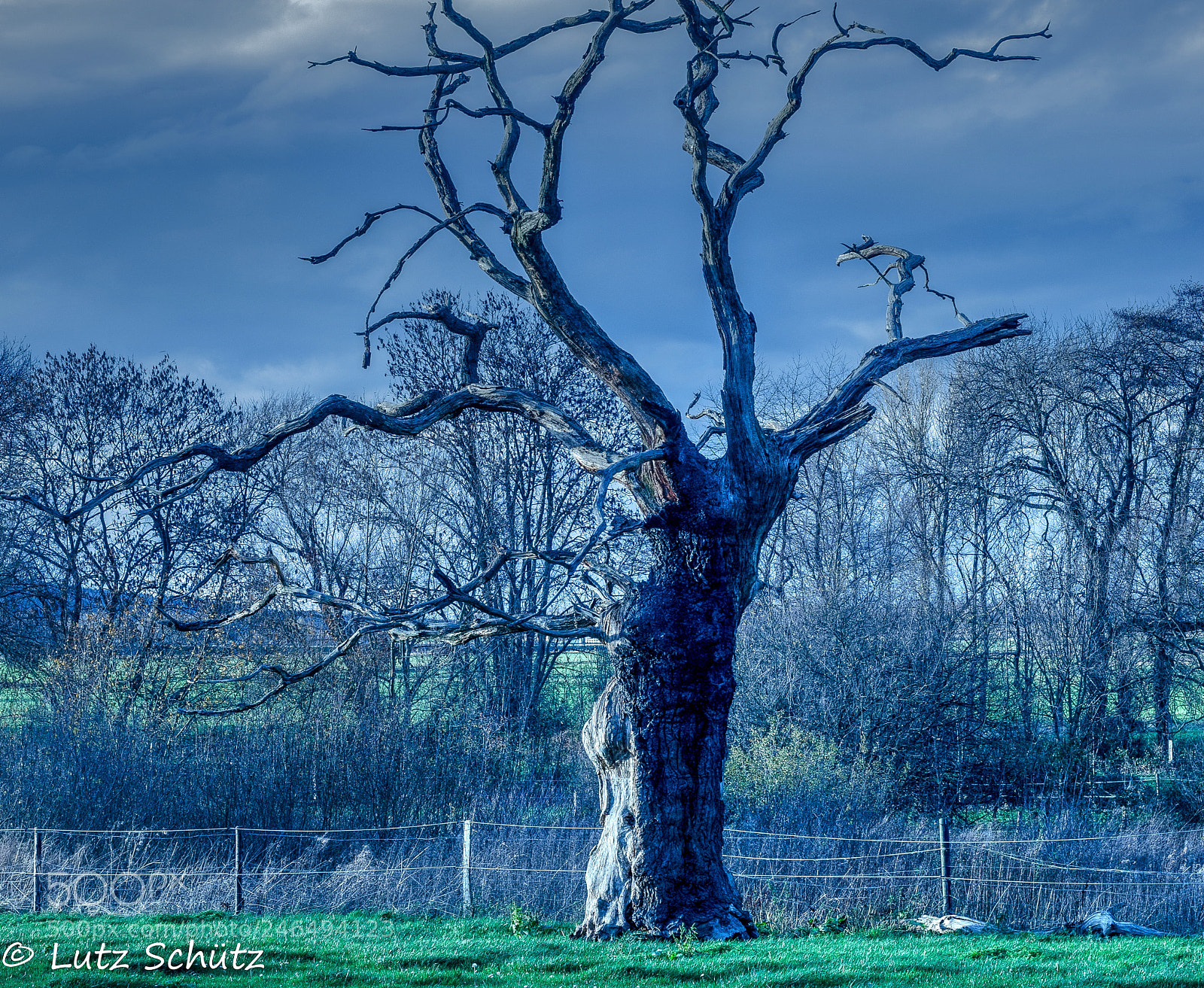 Nikon D5100 sample photo. The old tree... photography