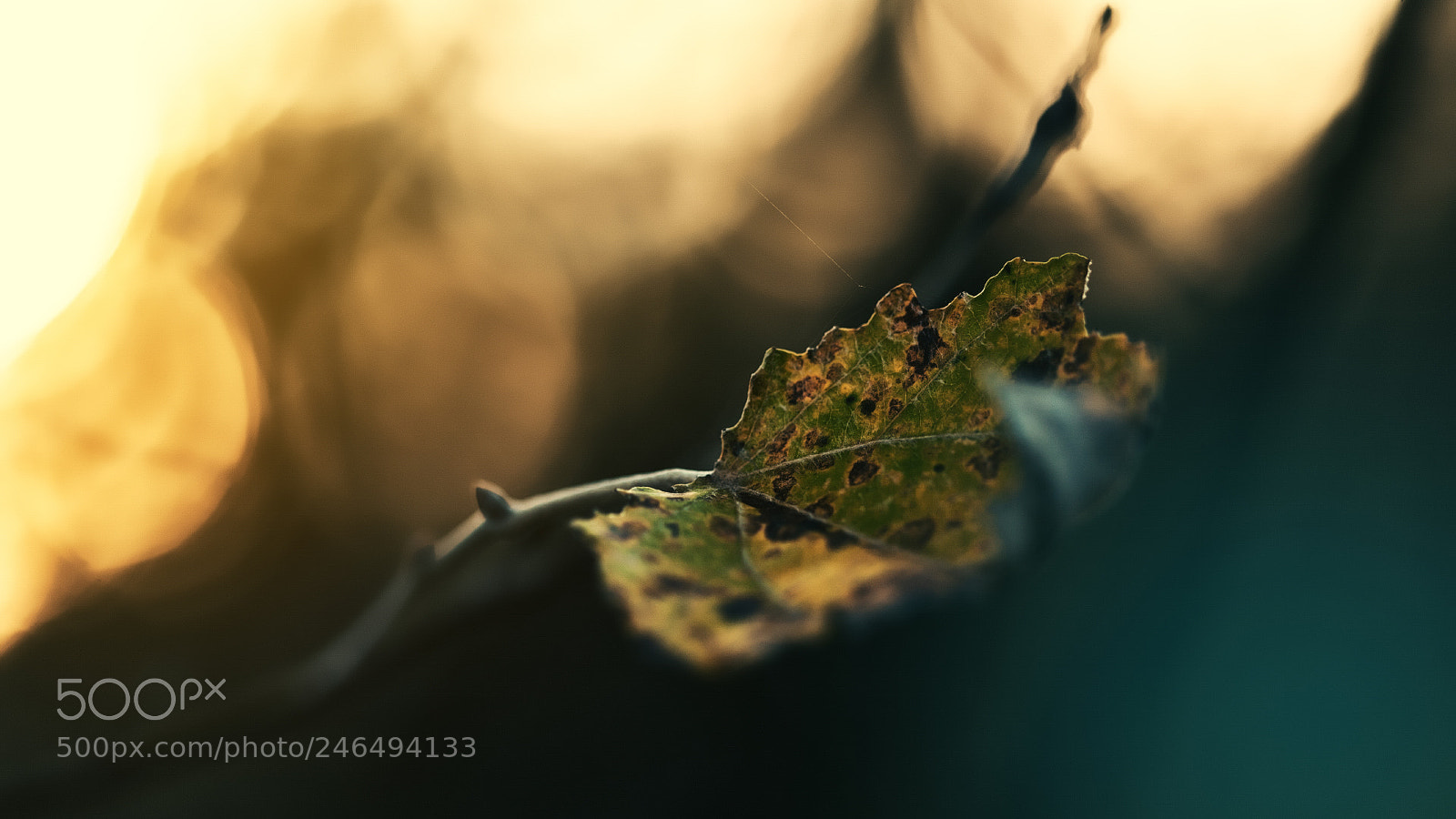 Canon EOS 5D sample photo. - photography