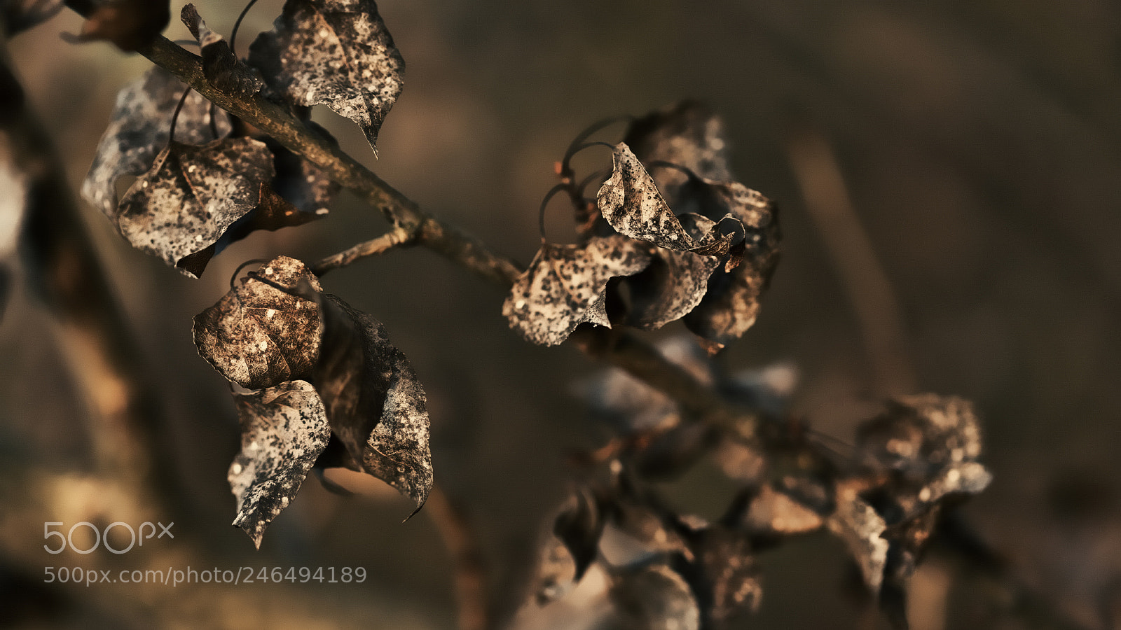 Canon EOS 5D sample photo. - photography