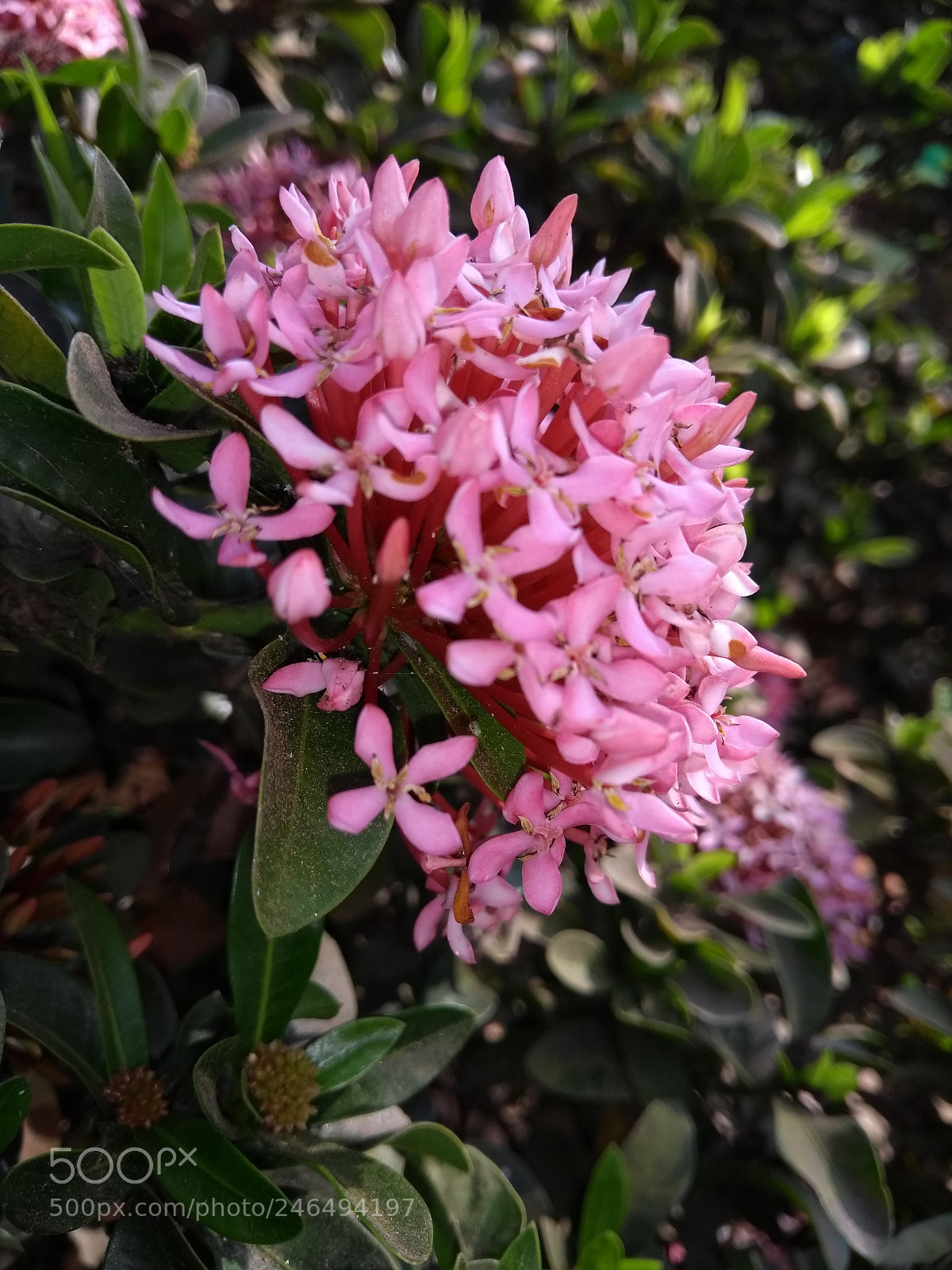 Motorola Moto G (5th Gen) sample photo. Untitled photography