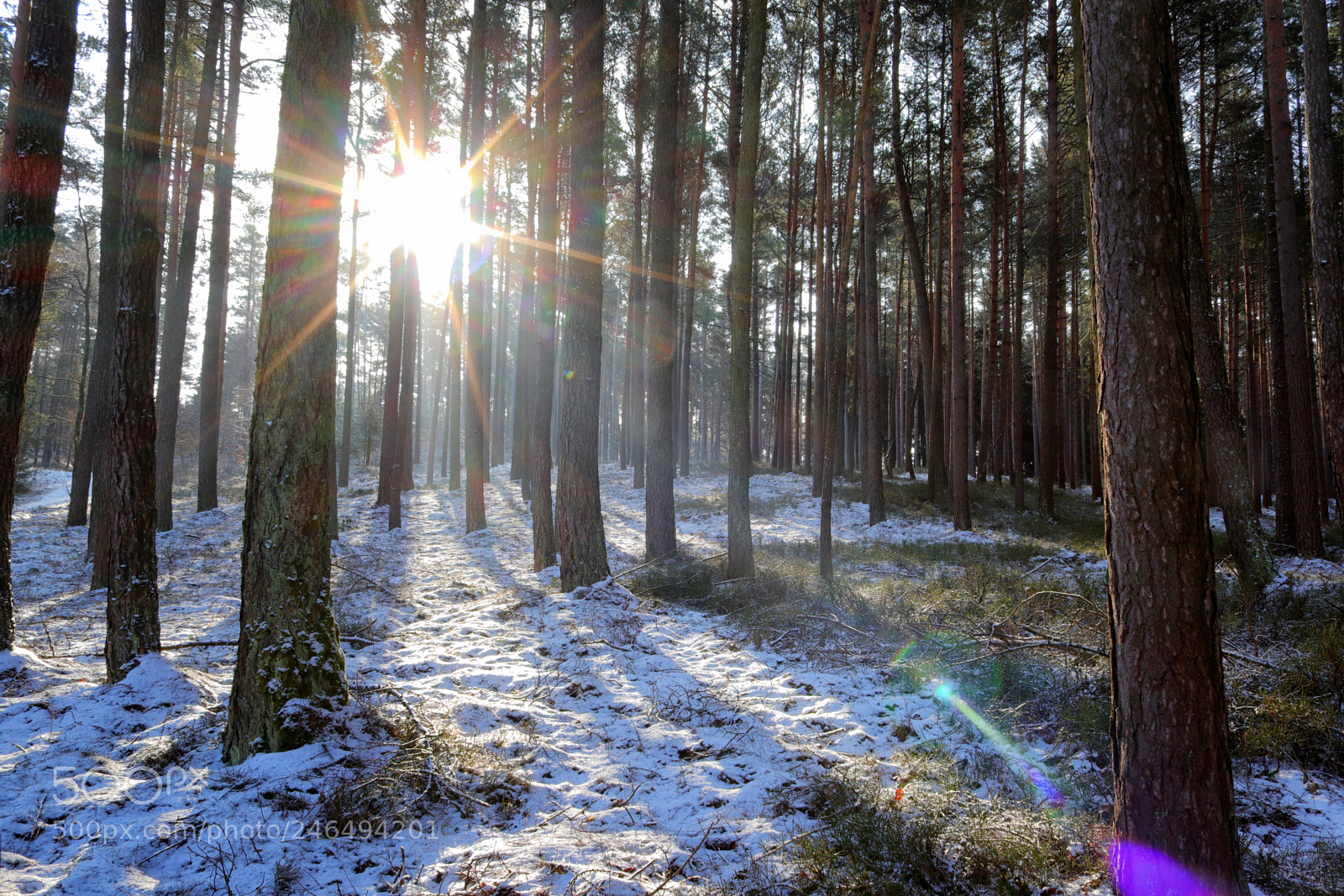 Canon EOS 200D (EOS Rebel SL2 / EOS Kiss X9) sample photo. Winter forest photography