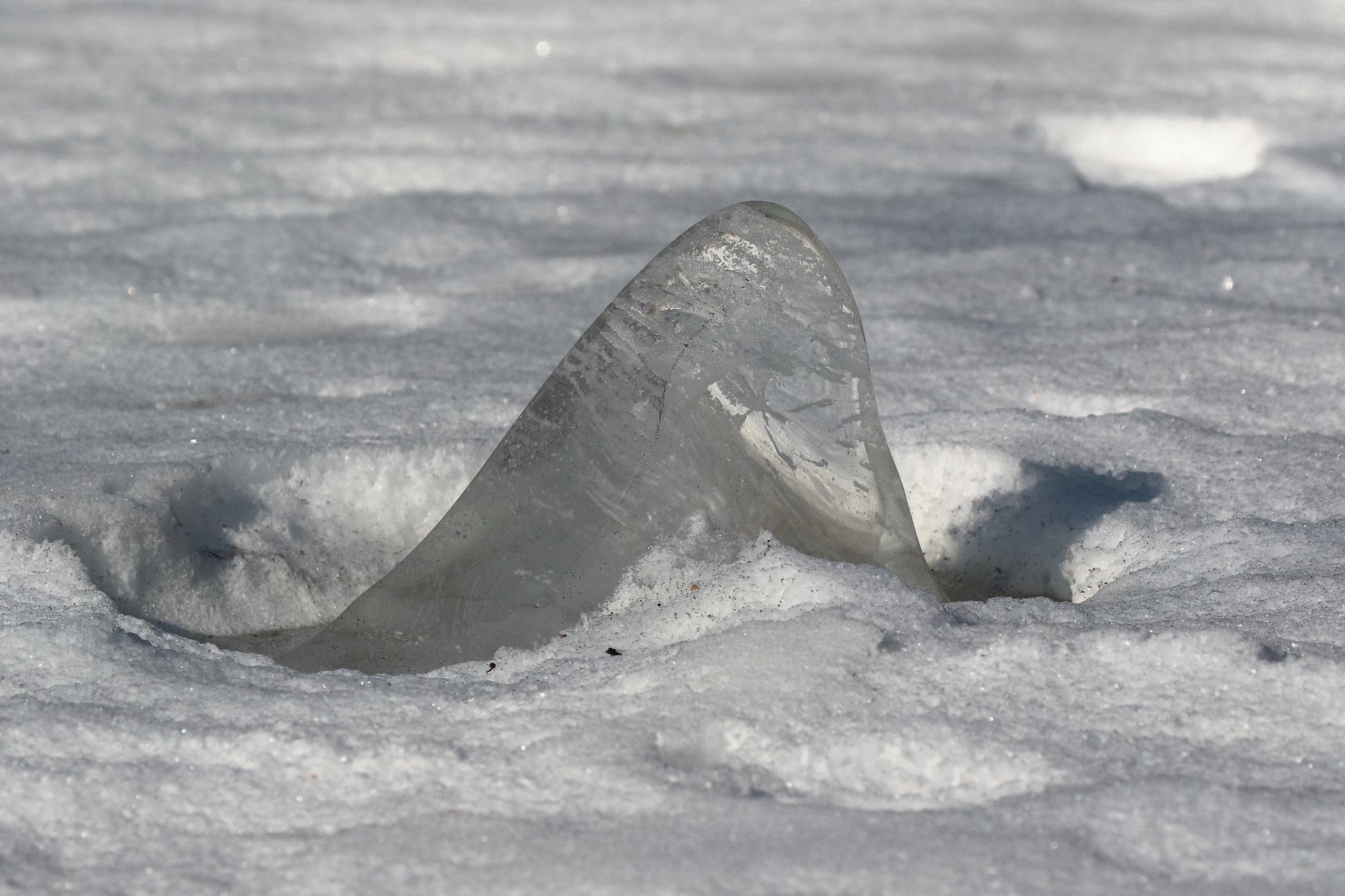 Canon EOS 7D Mark II sample photo. Ice shark photography