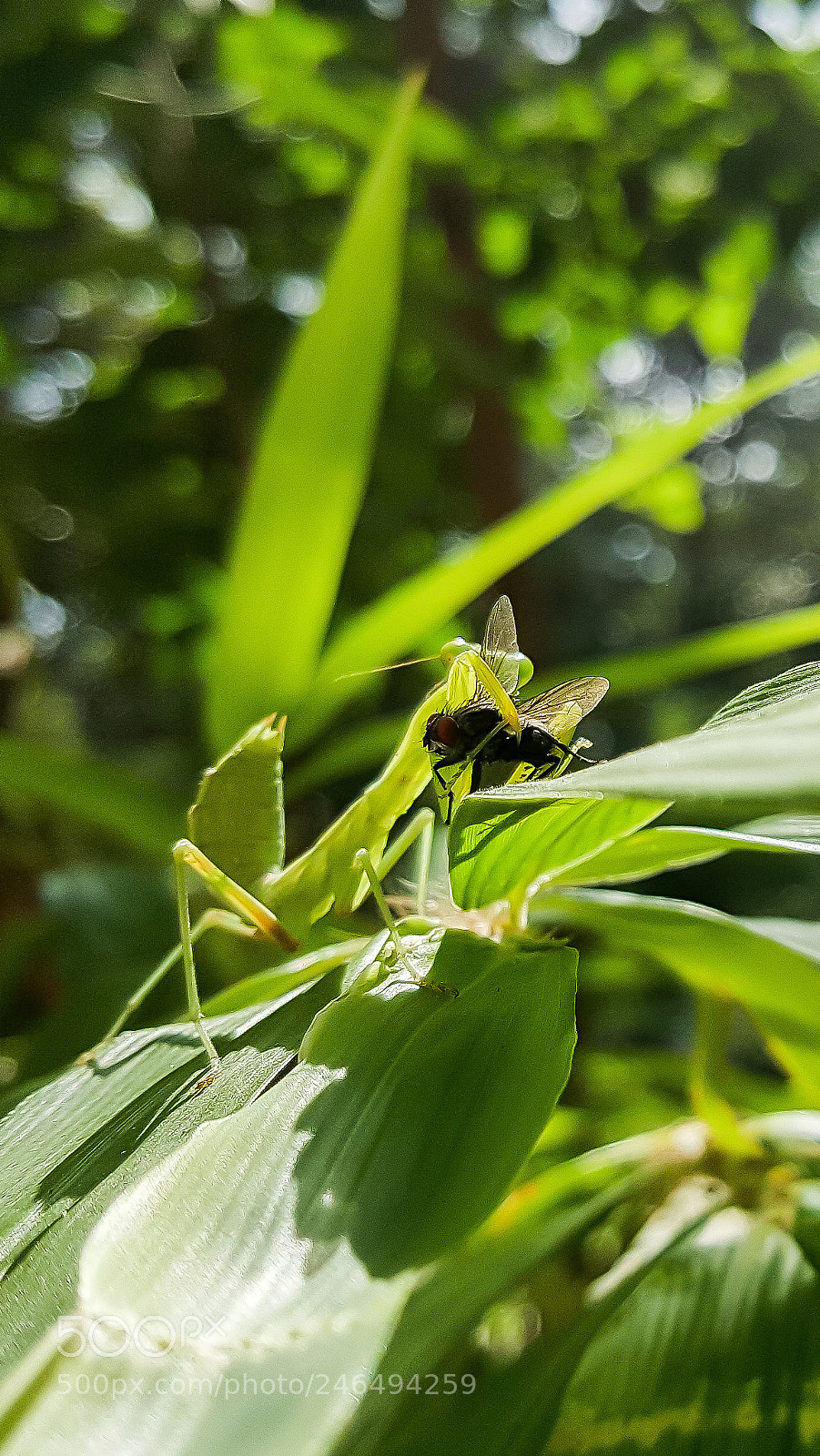 Samsung Galaxy S6 sample photo. Praying mantis and common photography